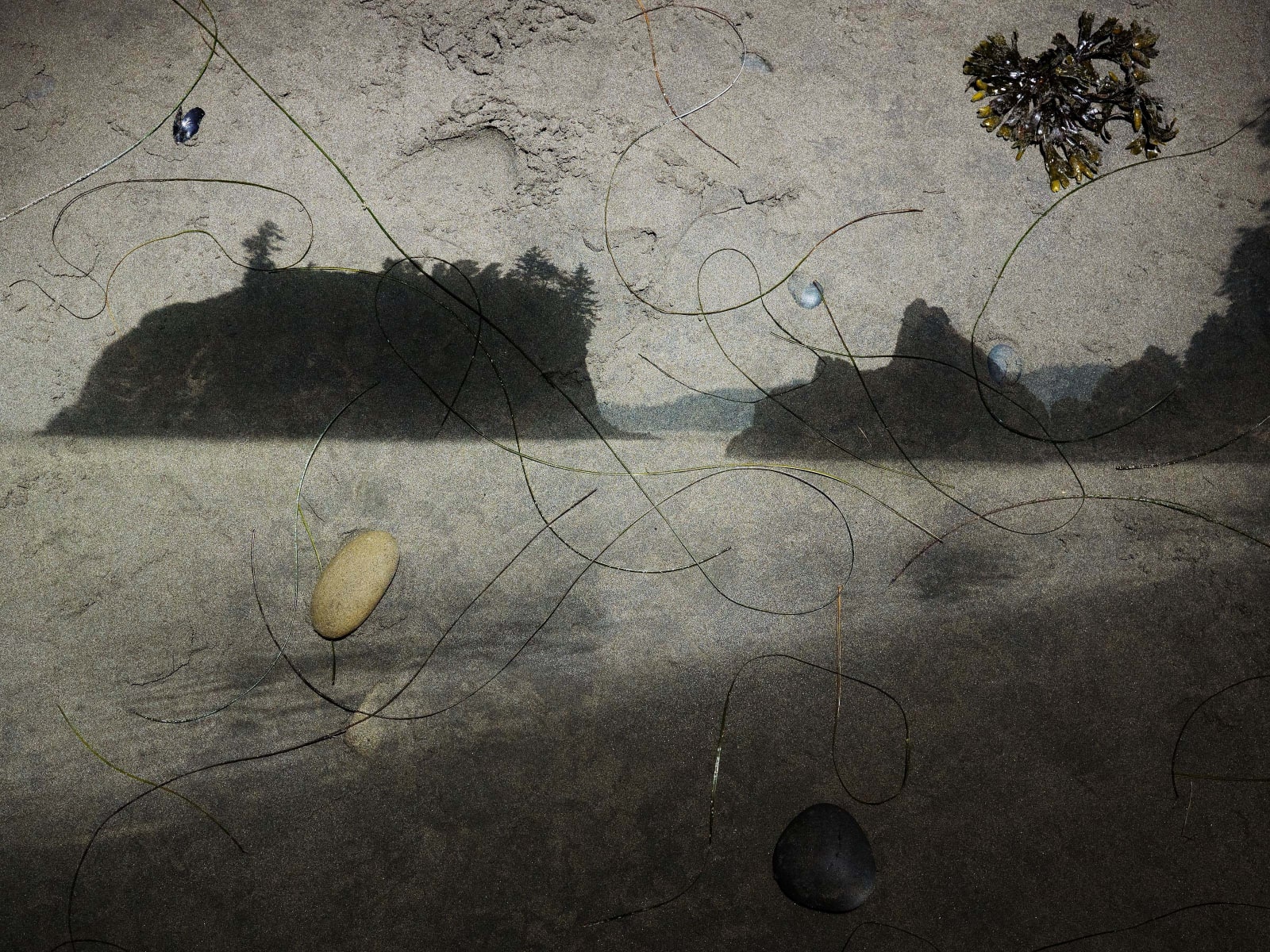 Abelardo Morell Tent Camera Image on Ground View of Sea Stacks Looking North Ruby Beach Olympic National Park Washington seaweed on beach sand and seastacks in water along coastline
