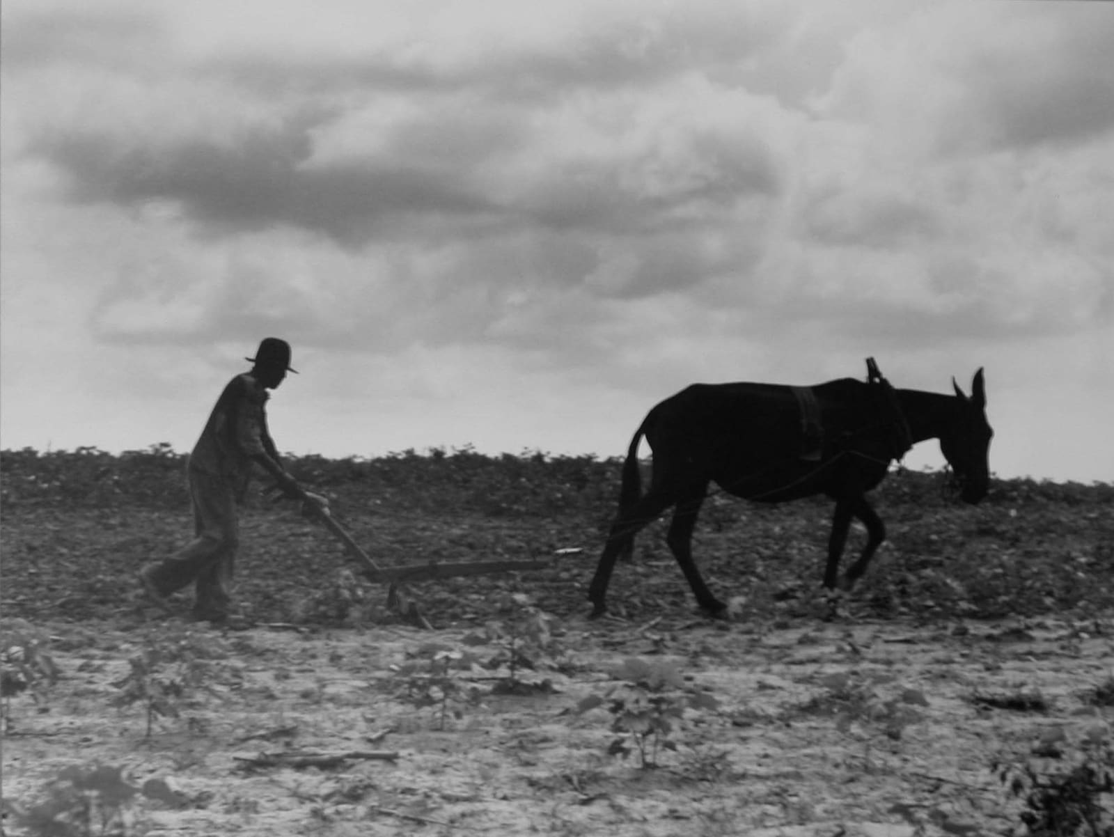 Dorothea Lange, One Man, One Mule, Greene County, GA, 1937