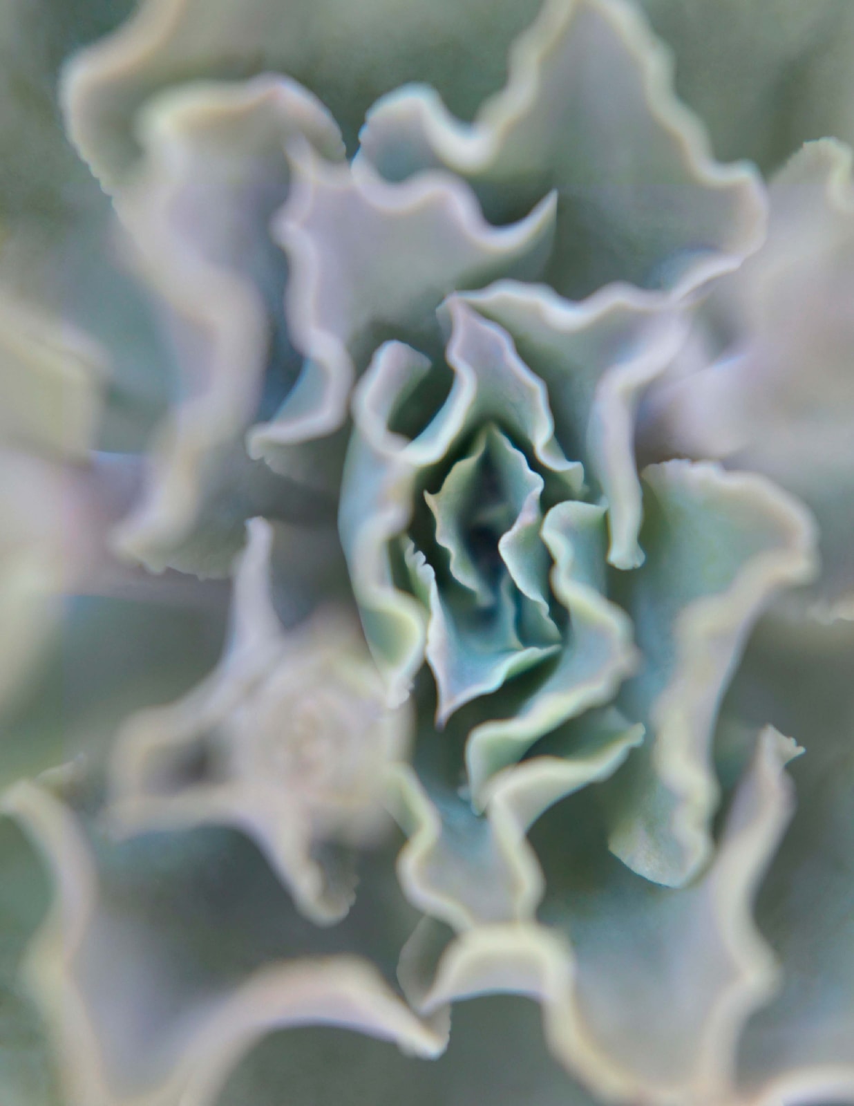 Succulent in the style of Georgia O'Keeffe, by Mona Kuhn