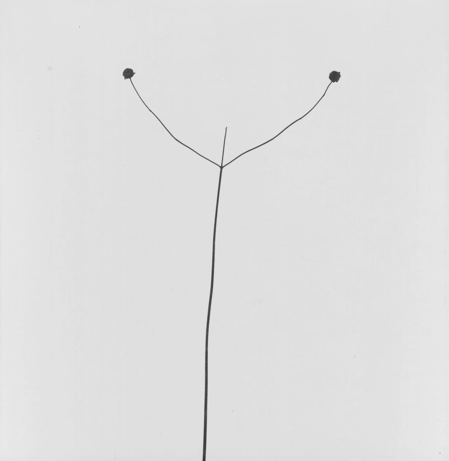 Harry Callahan, Weed Against Sky, 1948