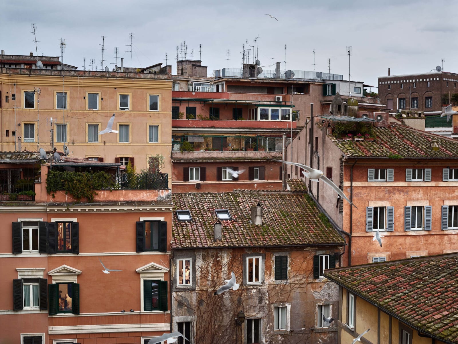Gail Albert Halaban Out My Window Italy Out My Window, Birds, Piazza dei Ponziani, Rome, February, 2017 Italian View of building red rooftops