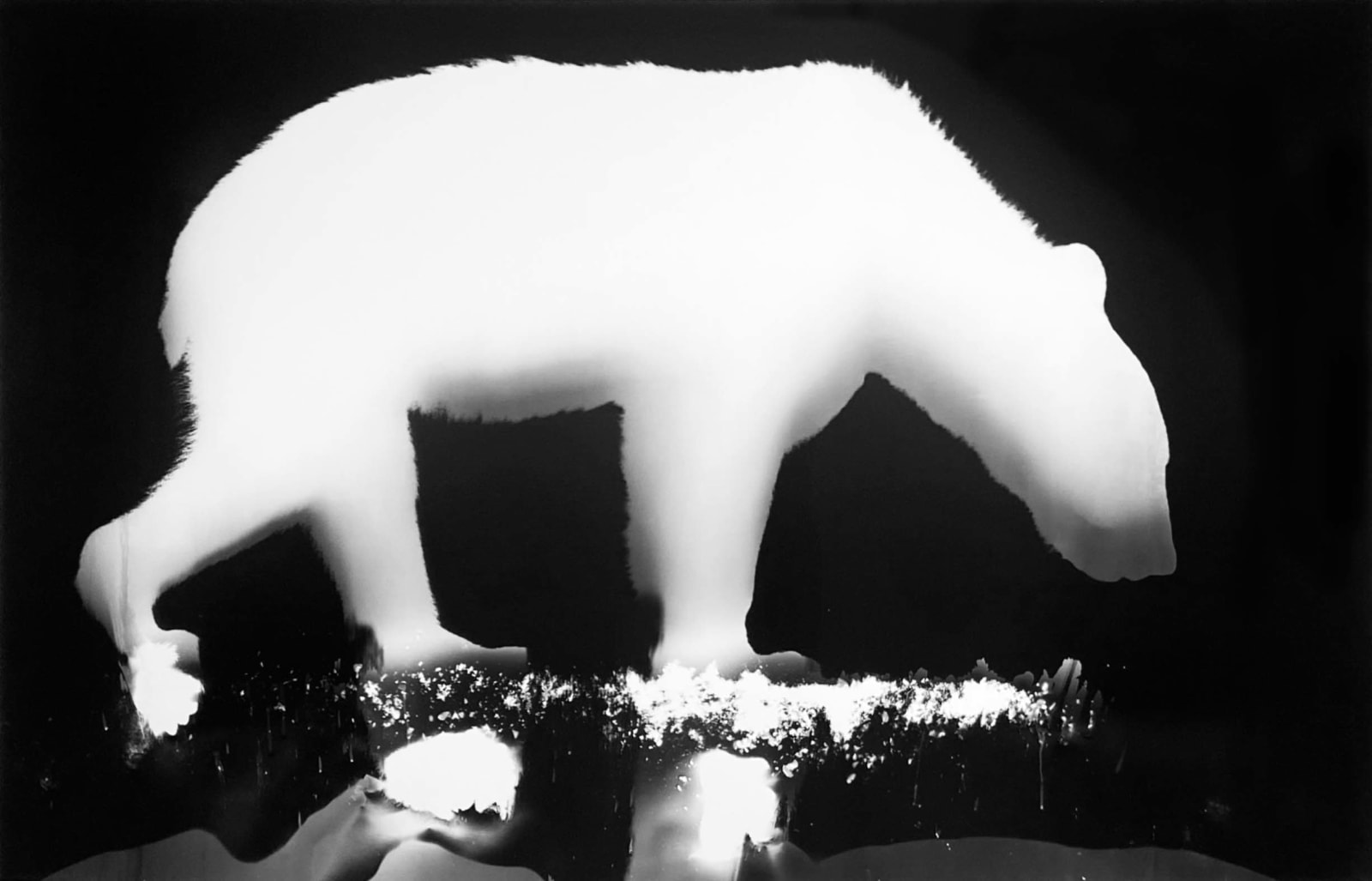 black and white photogram of bear walking by Zana Briski
