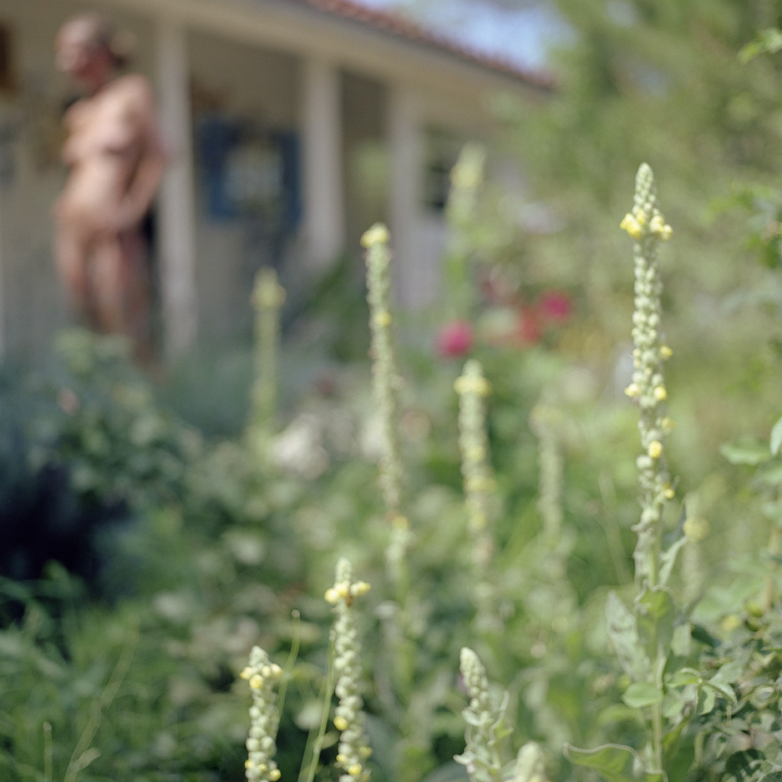 green flowers with nude woman out of focus in background, by Mona Kuhn
