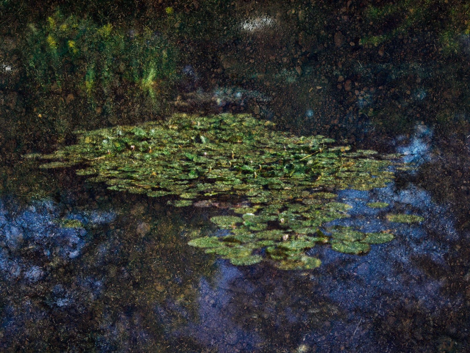 Abelardo Morell, Tent-Camera Image on Ground: Water Lilies in Monet's Water Garden #1, Giverny, France, 2023