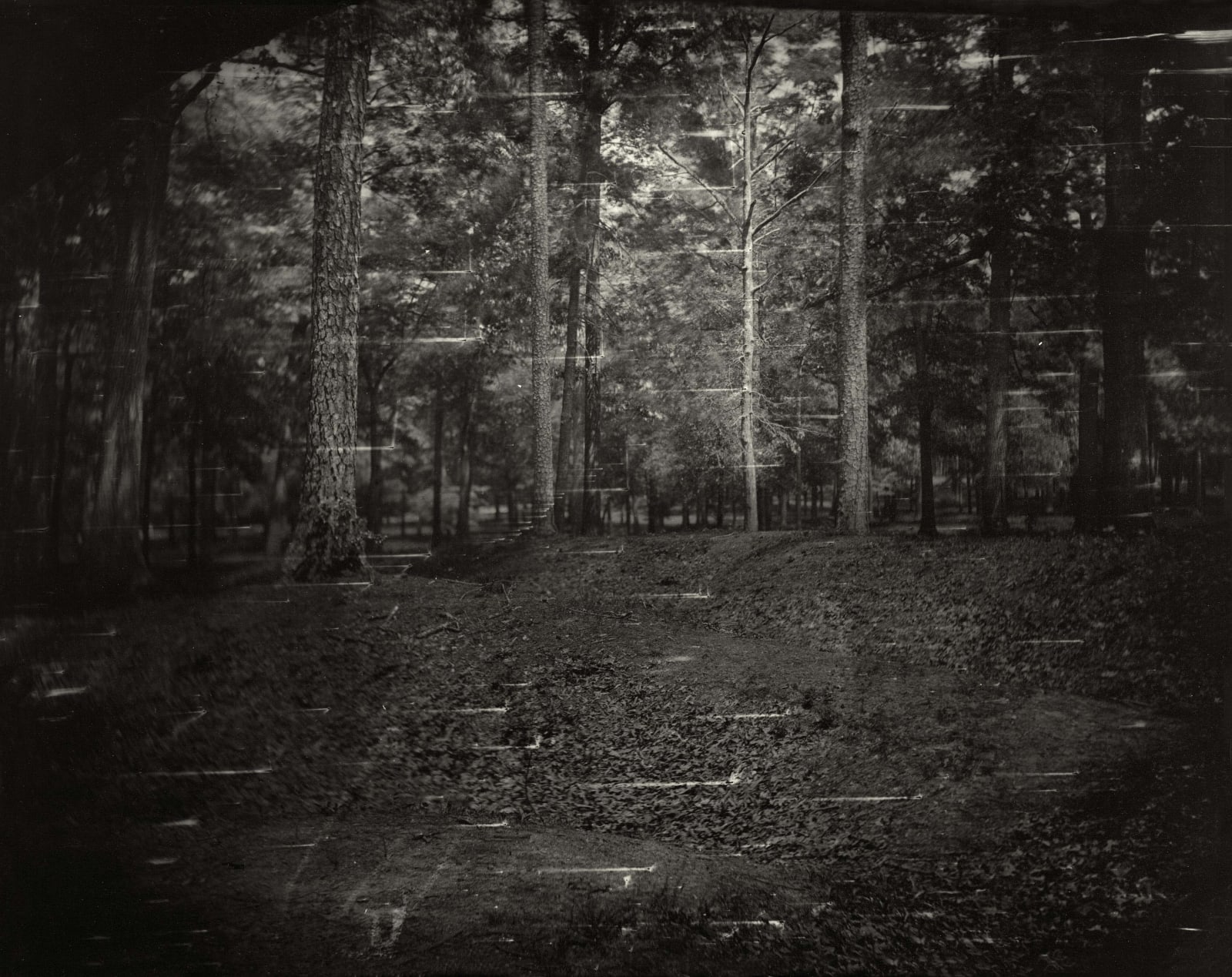 Sally Mann Battlefields Untitled Cold Harbor Battle, photograph of southern landscape with trees