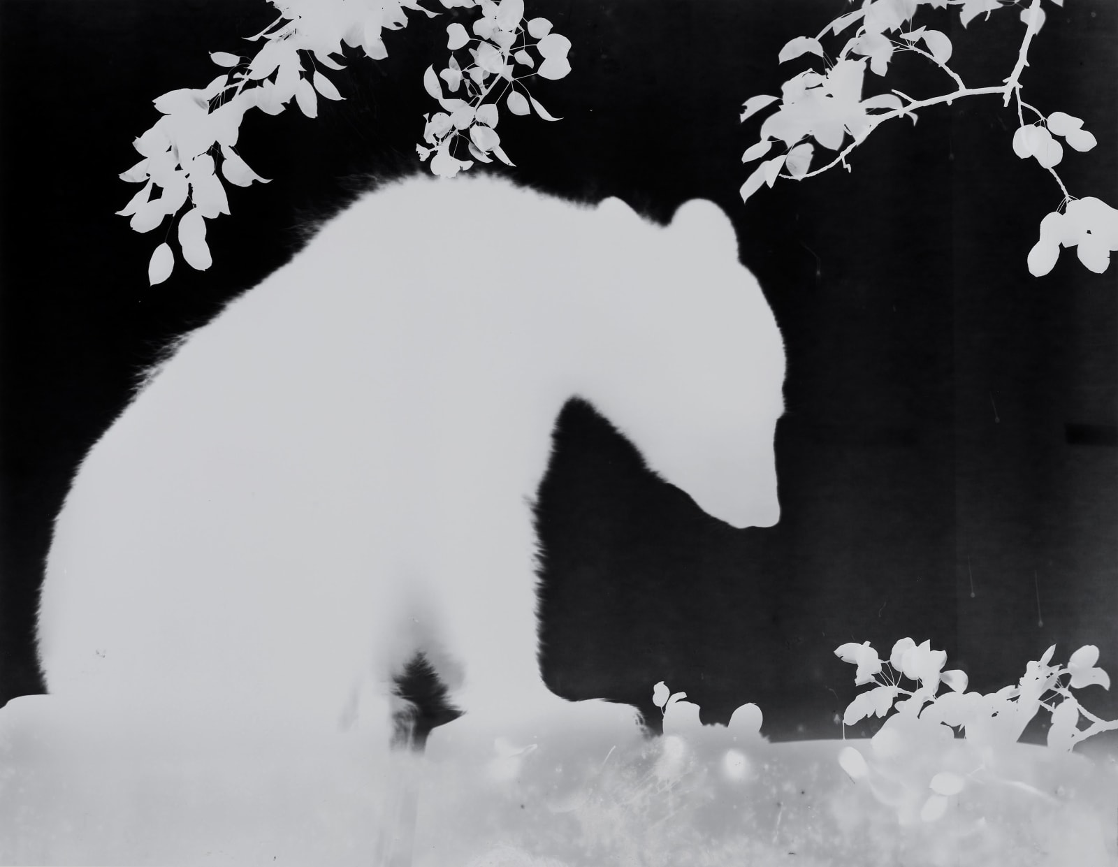 Zana Briski, Bearogram 9.2.20 9.19pm, photogram of bear looking down with tree branches