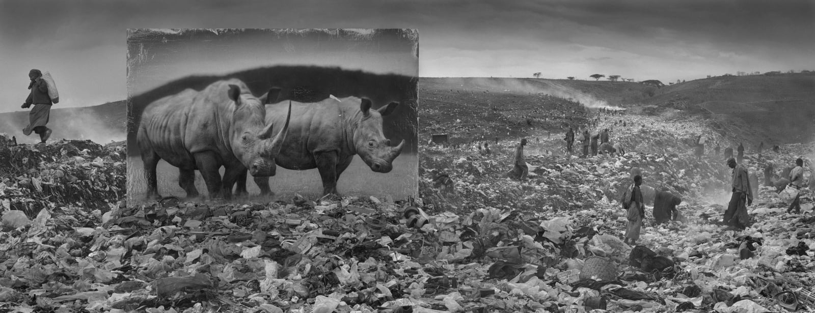 Nick Brandt, Wasteland with Rhinos, 2015