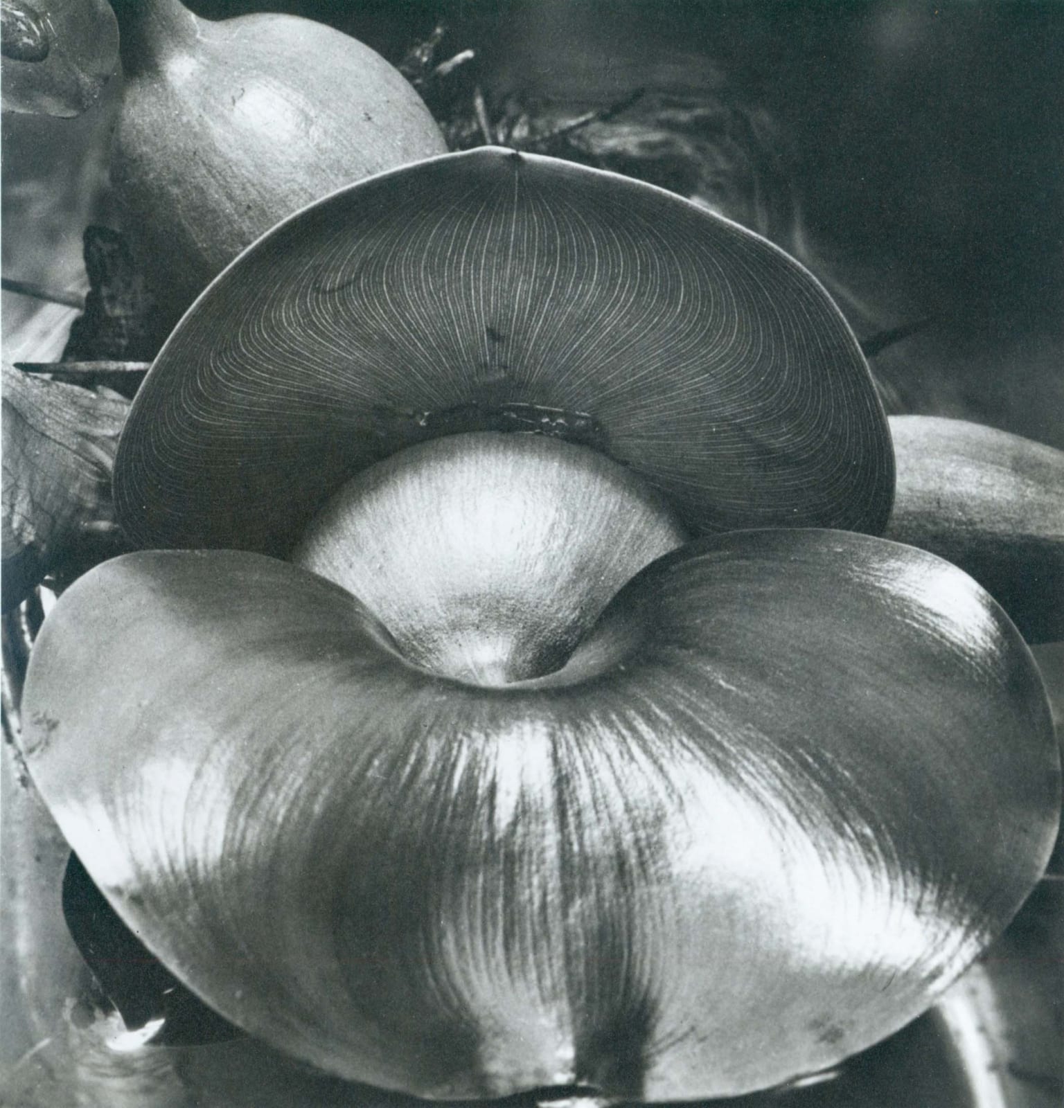 Imogen Cunningham, Water Hyacinth I, 1920’s