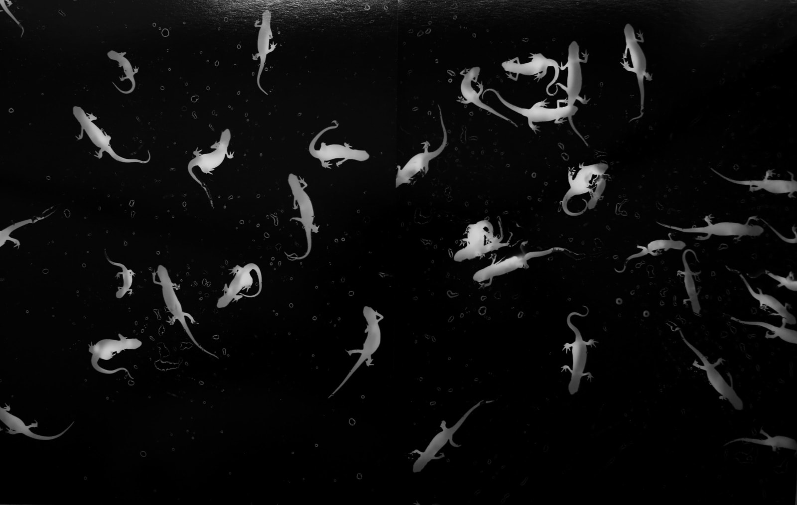 Zana Briski, Newtogram #4 Diptych, New York, 2019