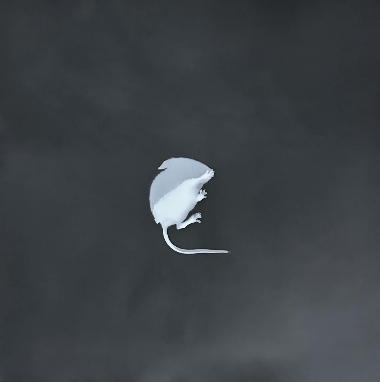 Zana Briski, Mouseogram #1, New Mexico, USA, 2022