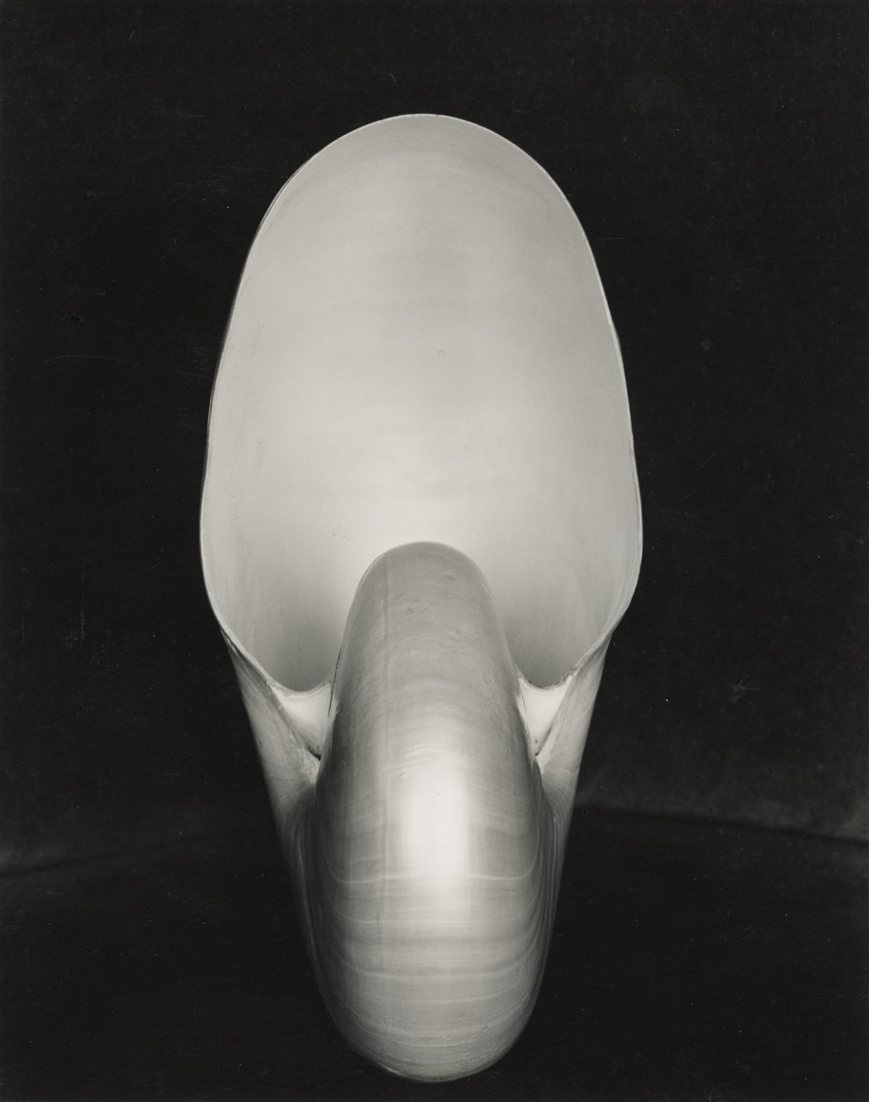 Edward Weston, Shell, 1927, still life of shell on dark background