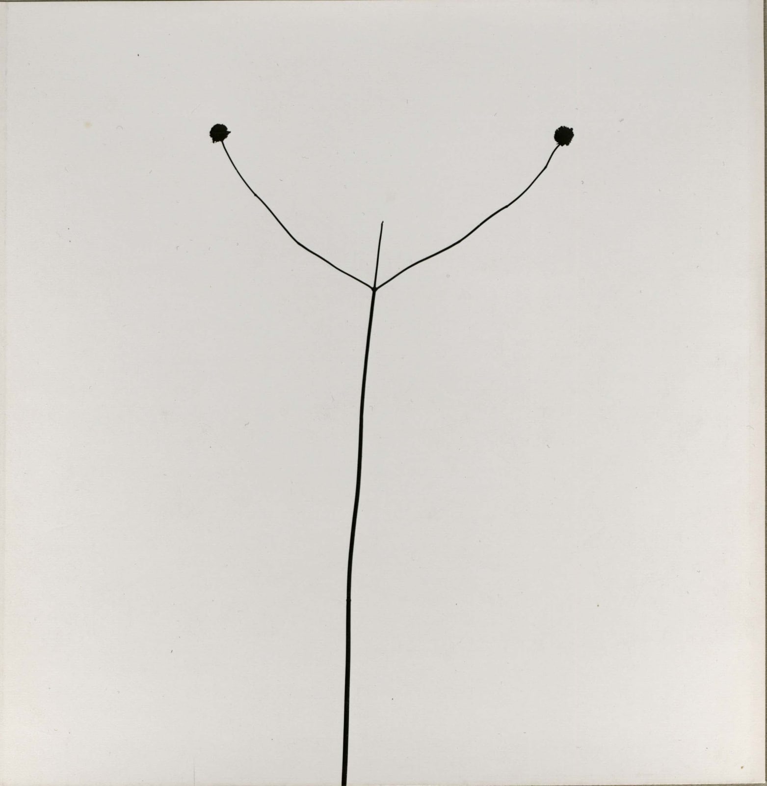 Harry Callahan, Weed Against Sky, 1948