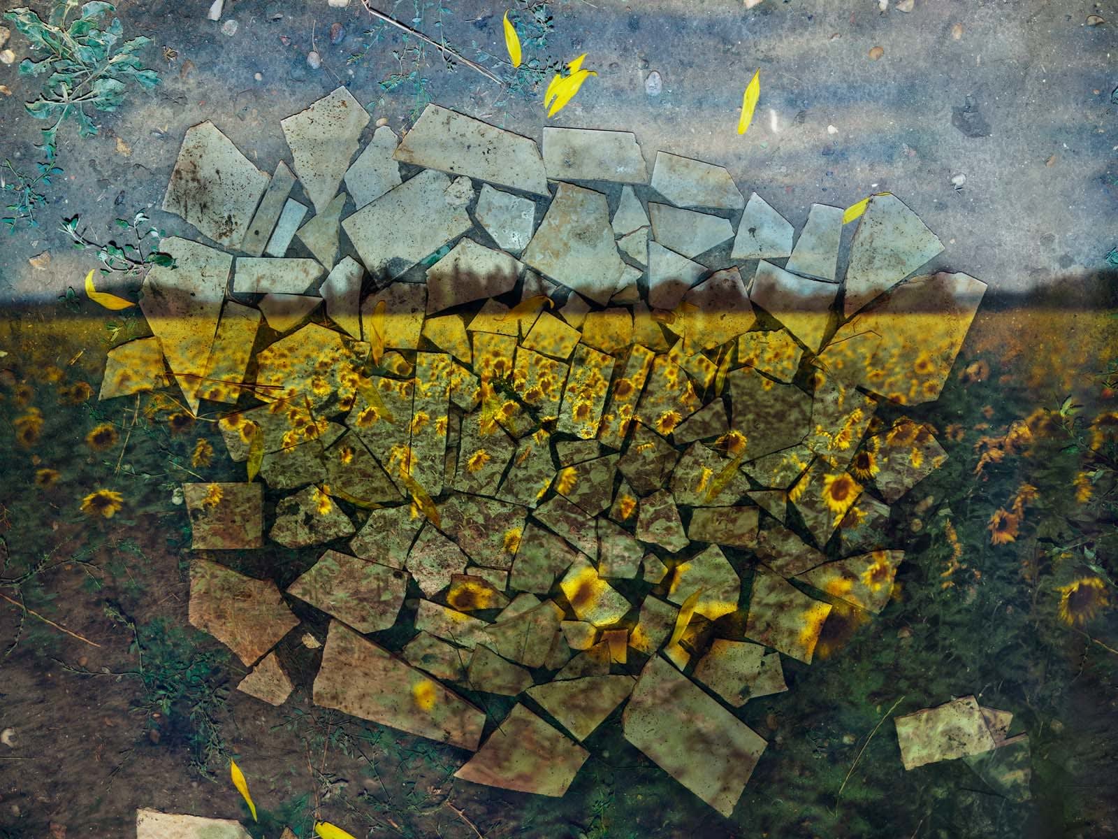 Abelardo Morell, Tent-Camera Image on Ground: Sunflower Field on Ground with Broken Tiles, Near Arles, France, 2022