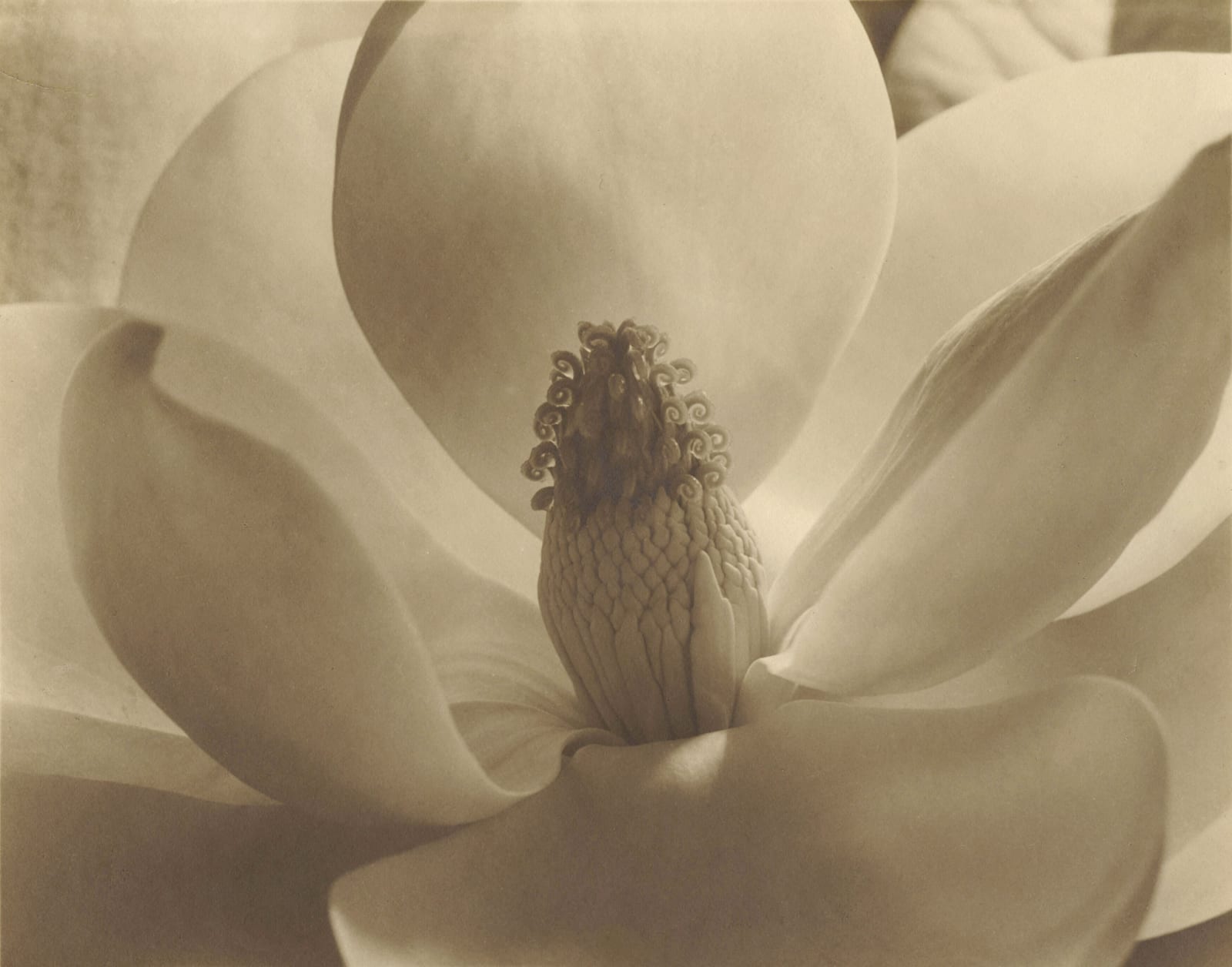 Imogen Cunningham, Magnolia Blossom, 1925