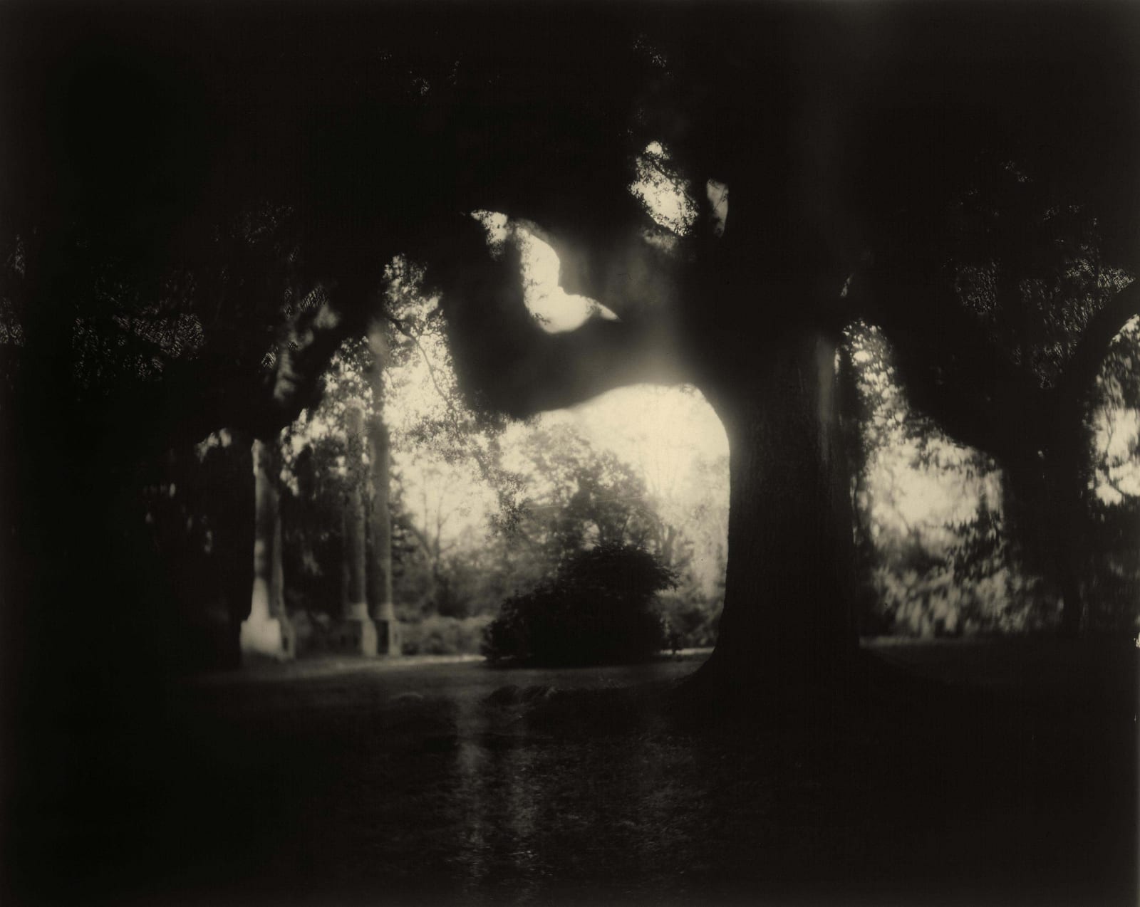 Sally Mann Deep South series, Untitled Scrim, photograph of backlit tree