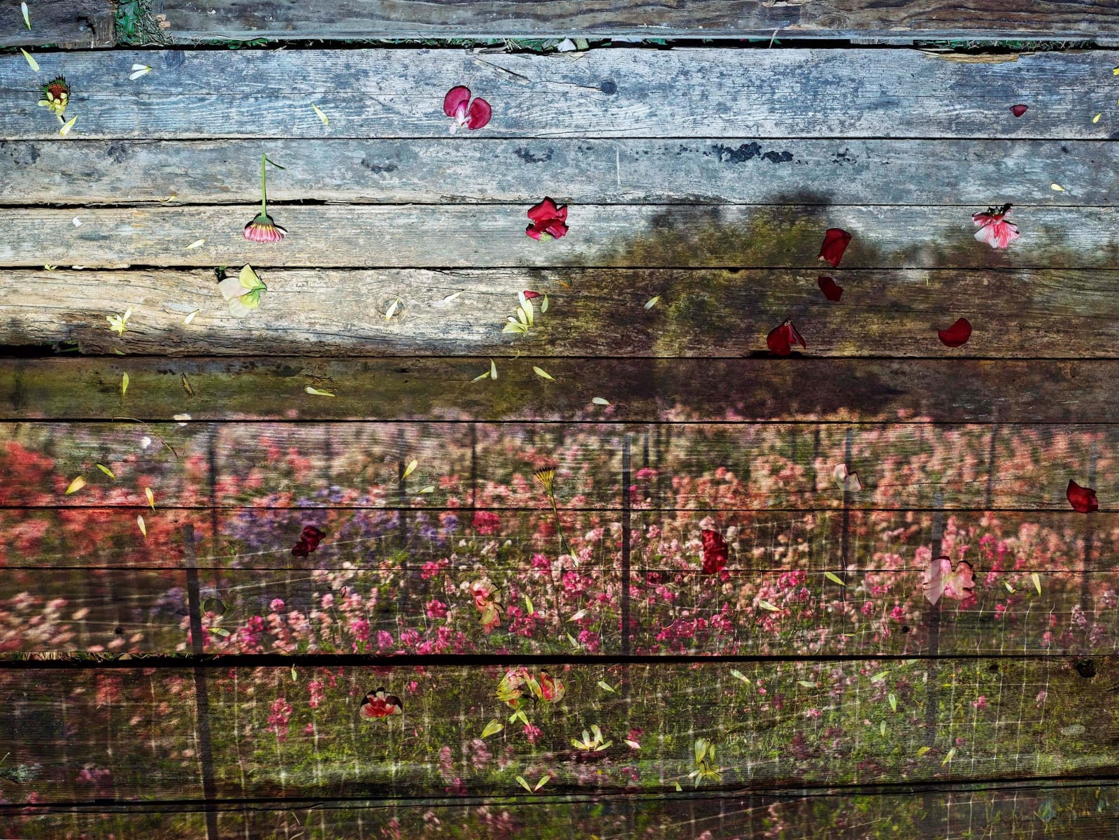 Abelardo Morell Flowers for Lisa #49 Tent Camera Image Floret Flower Farm with blue sky and pink flowers on wood slats