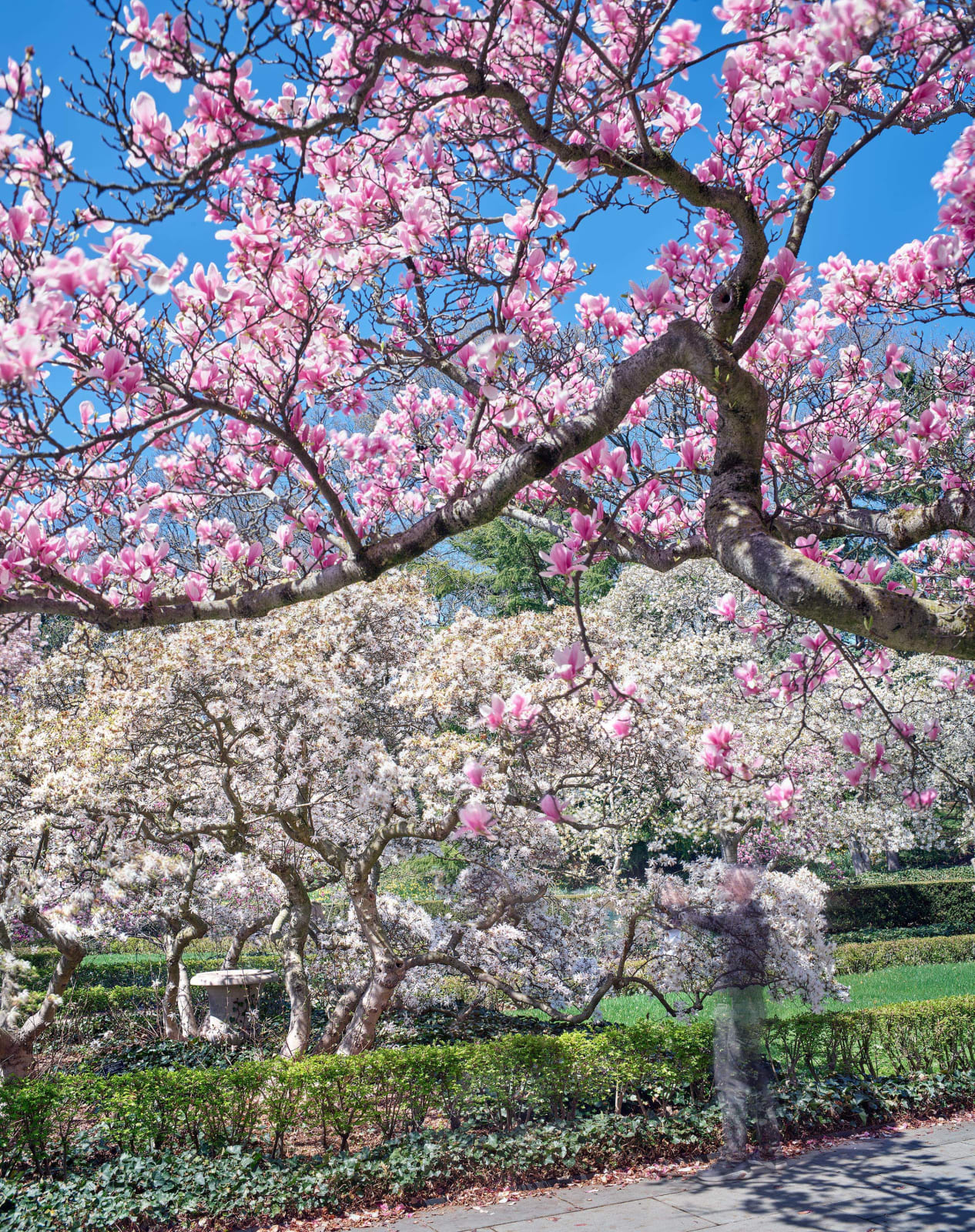 Matthew Pillsbury, Photographing Magnolia Terrace, Brooklyn Botanical Garden, 2025