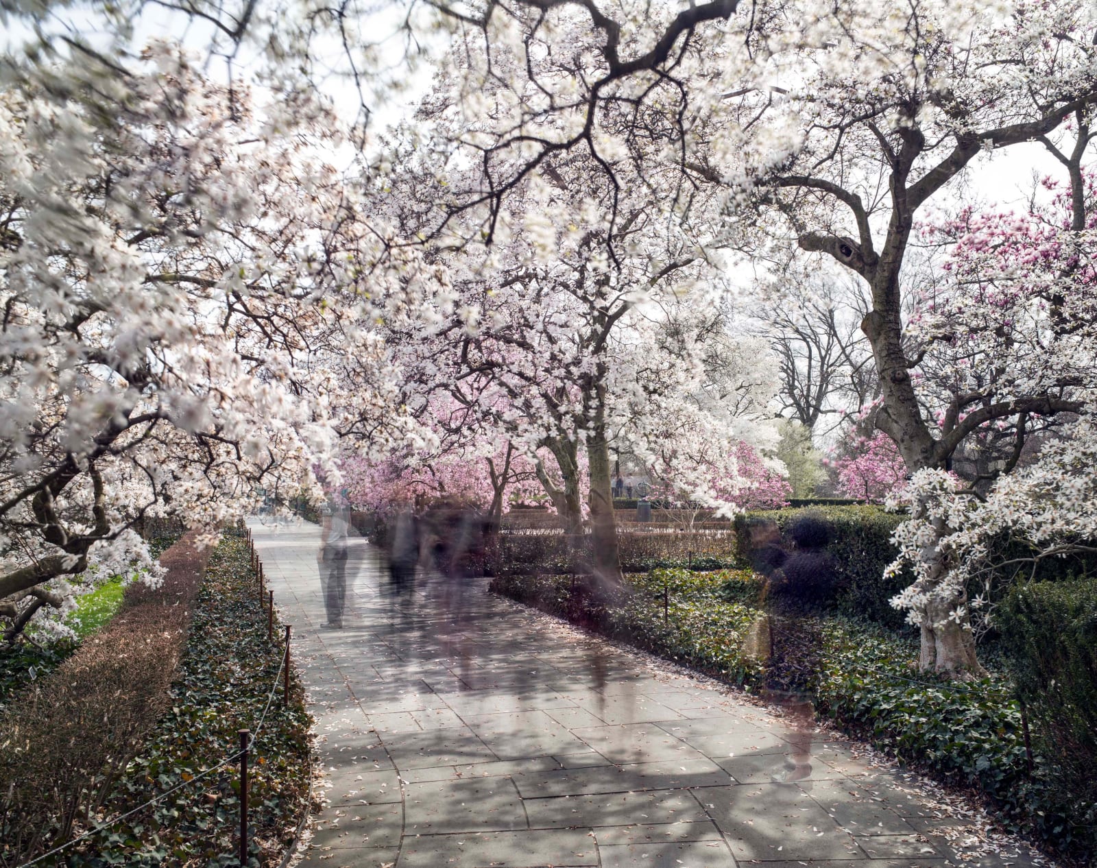 Visitors walking through the magnolia Terrace at the Brooklyn Botanic Garden by Matthew Pillsbury