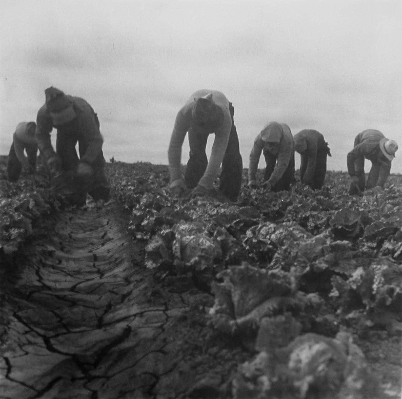 Dorothea Lange, Six Cotton [Cabbage] Pickers