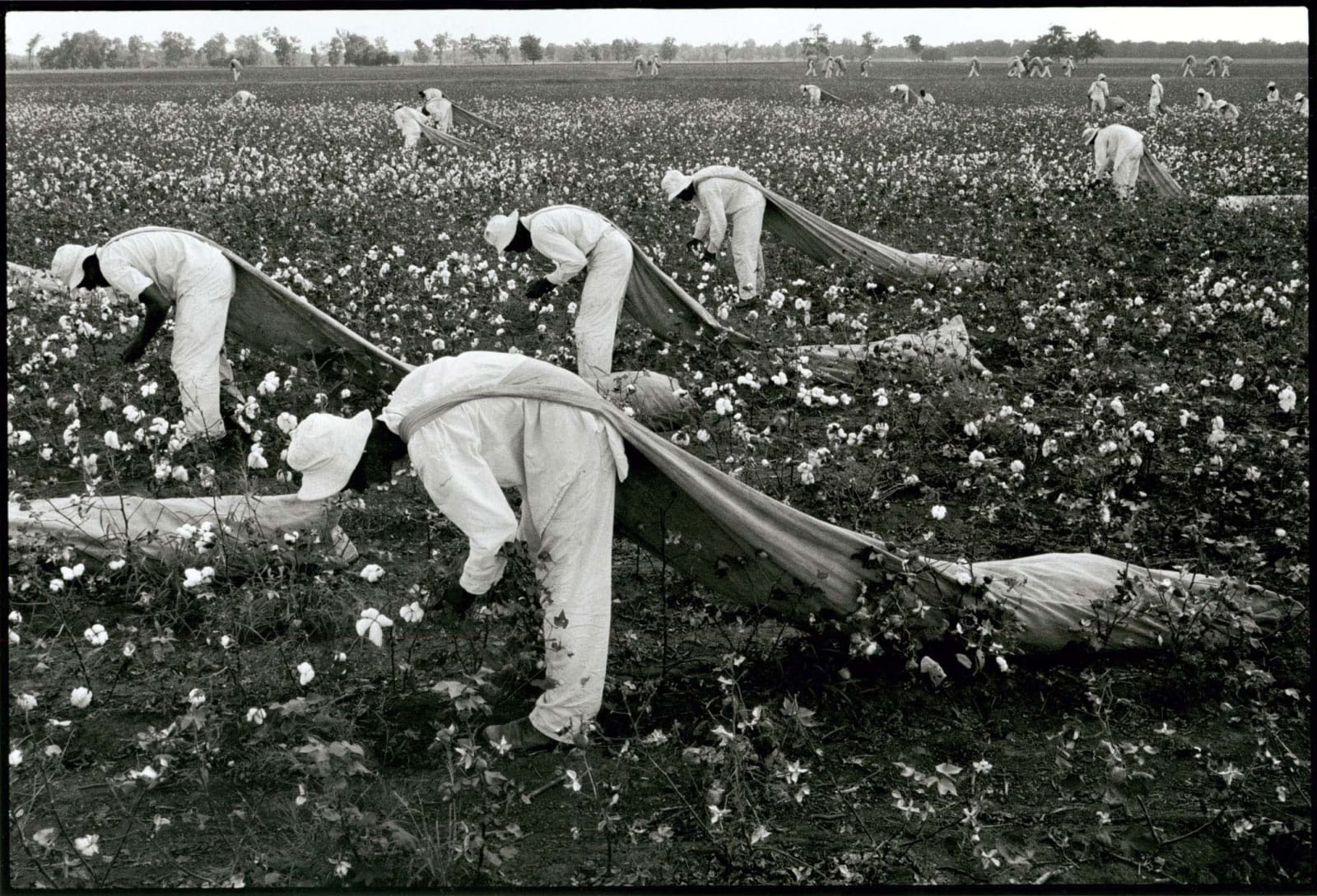 Danny Lyon, Cotton pickers, Ferguson