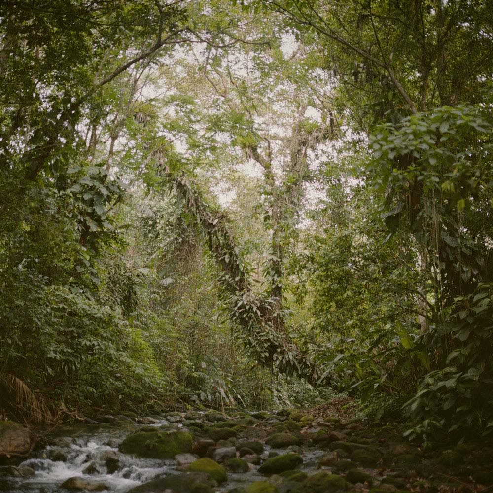 Mona Kuhn Virgin Forest, lush tropical forest with water stream on lower L-side