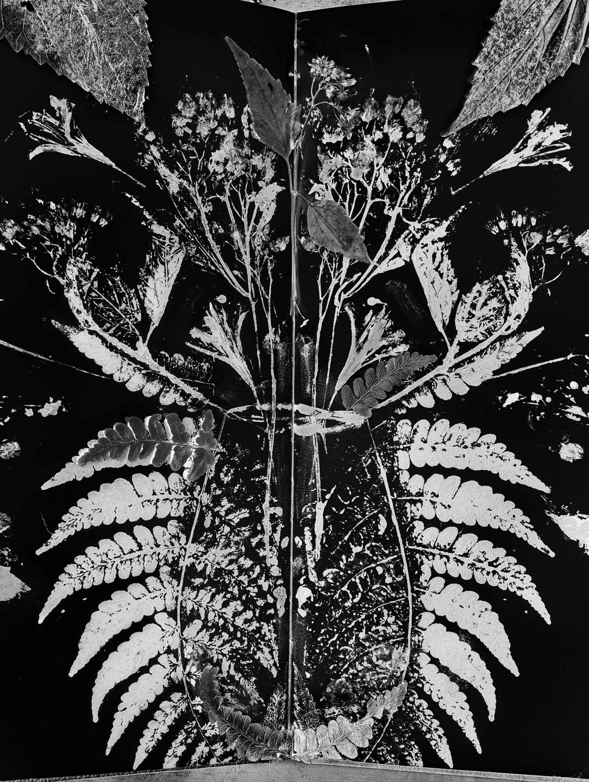 Abelardo Morell Flowers for Lisa #71 After Anna Atkins black and white botanical pressing of inked leaves in a book to make a symmetrical impression