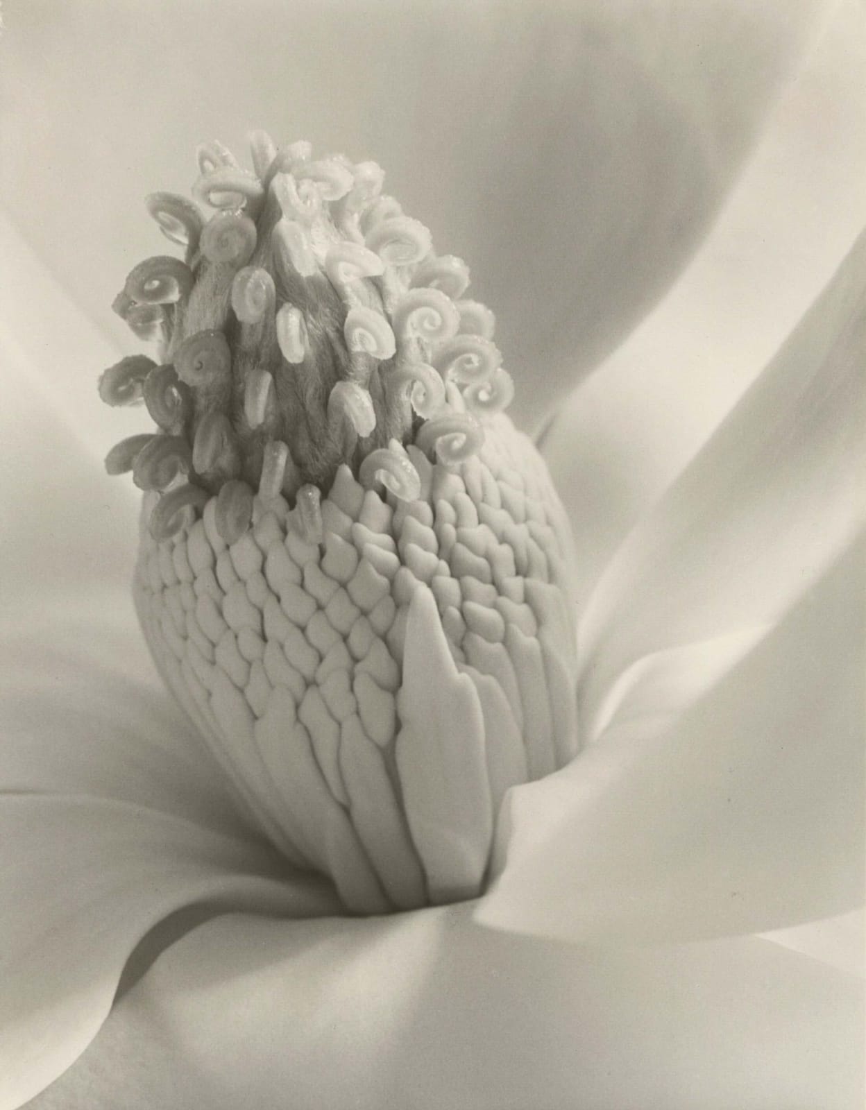 Imogen Cunningham Magnolia Blossom (Tower of Jewels), 1925 close up of inside of magnolia flower