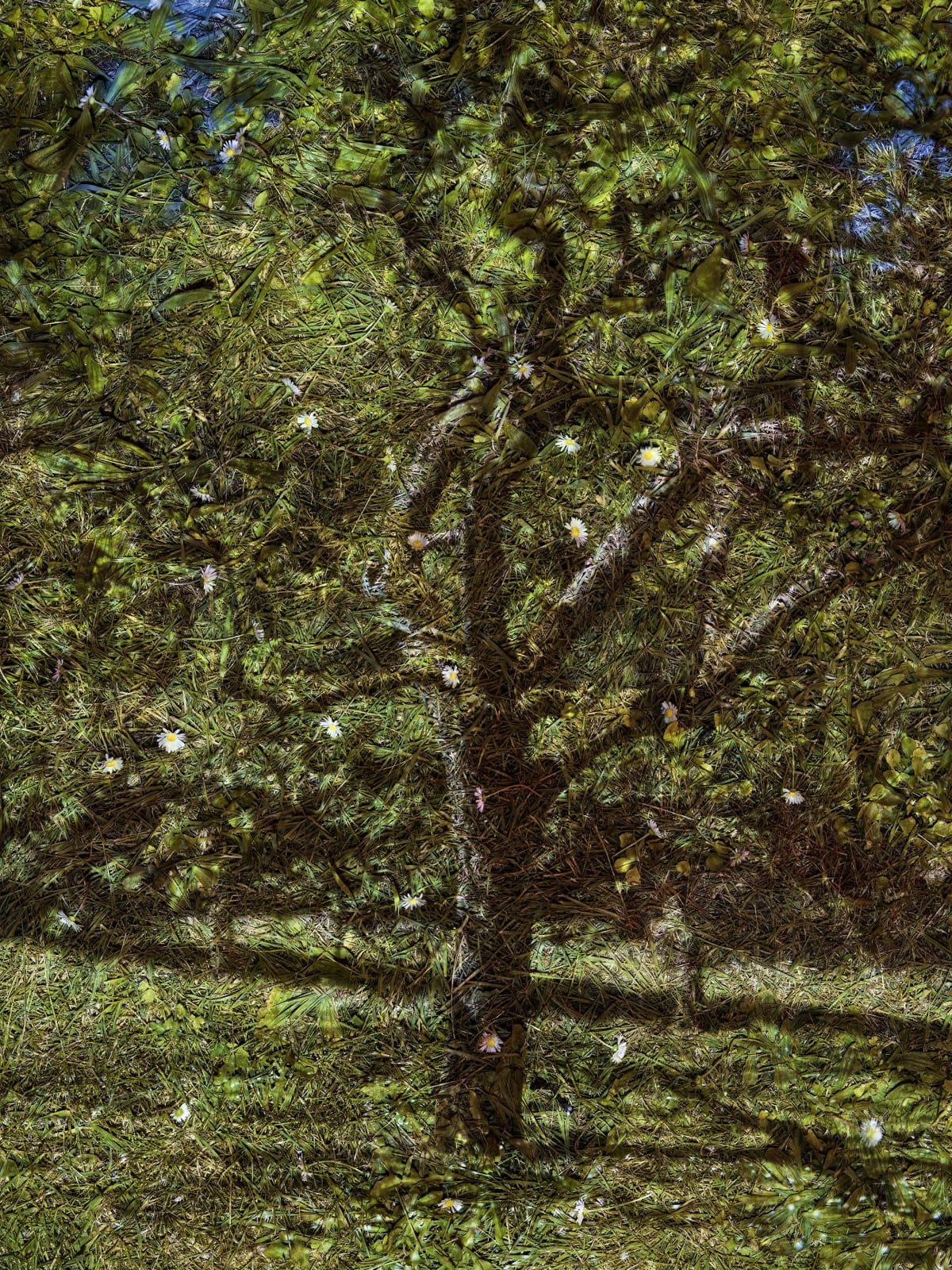 Abelardo Morell, Tent-Camera Image on Ground: Apple Tree, Vetheuil, France, 2023