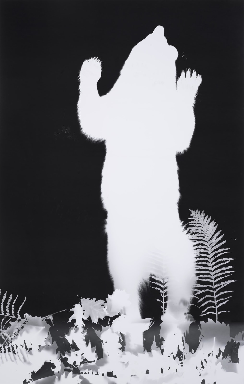 Zana Briski, Bearogram #15, New York photogram of vertical bear 