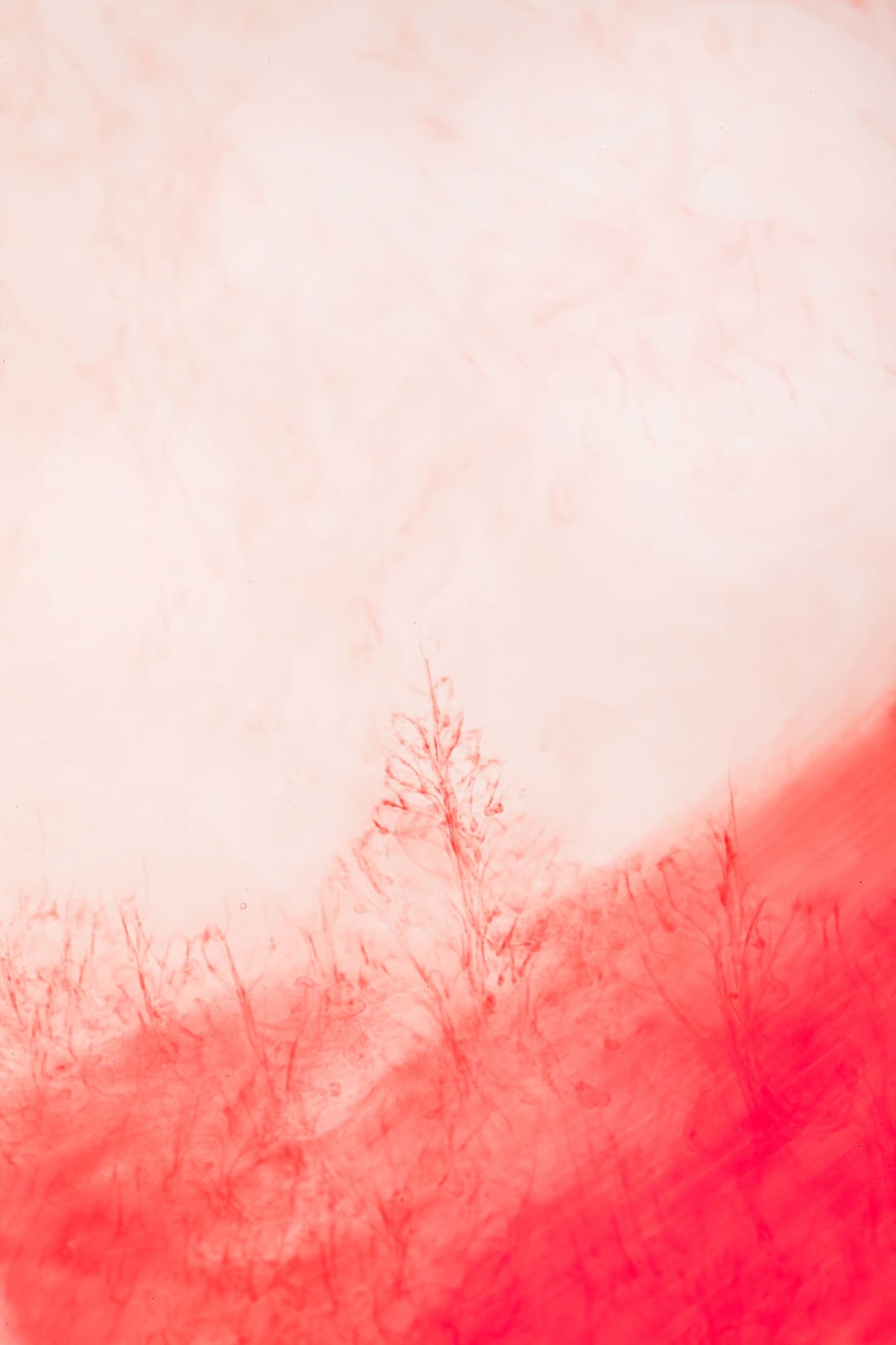 Elinor Carucci abstract photograph red and white