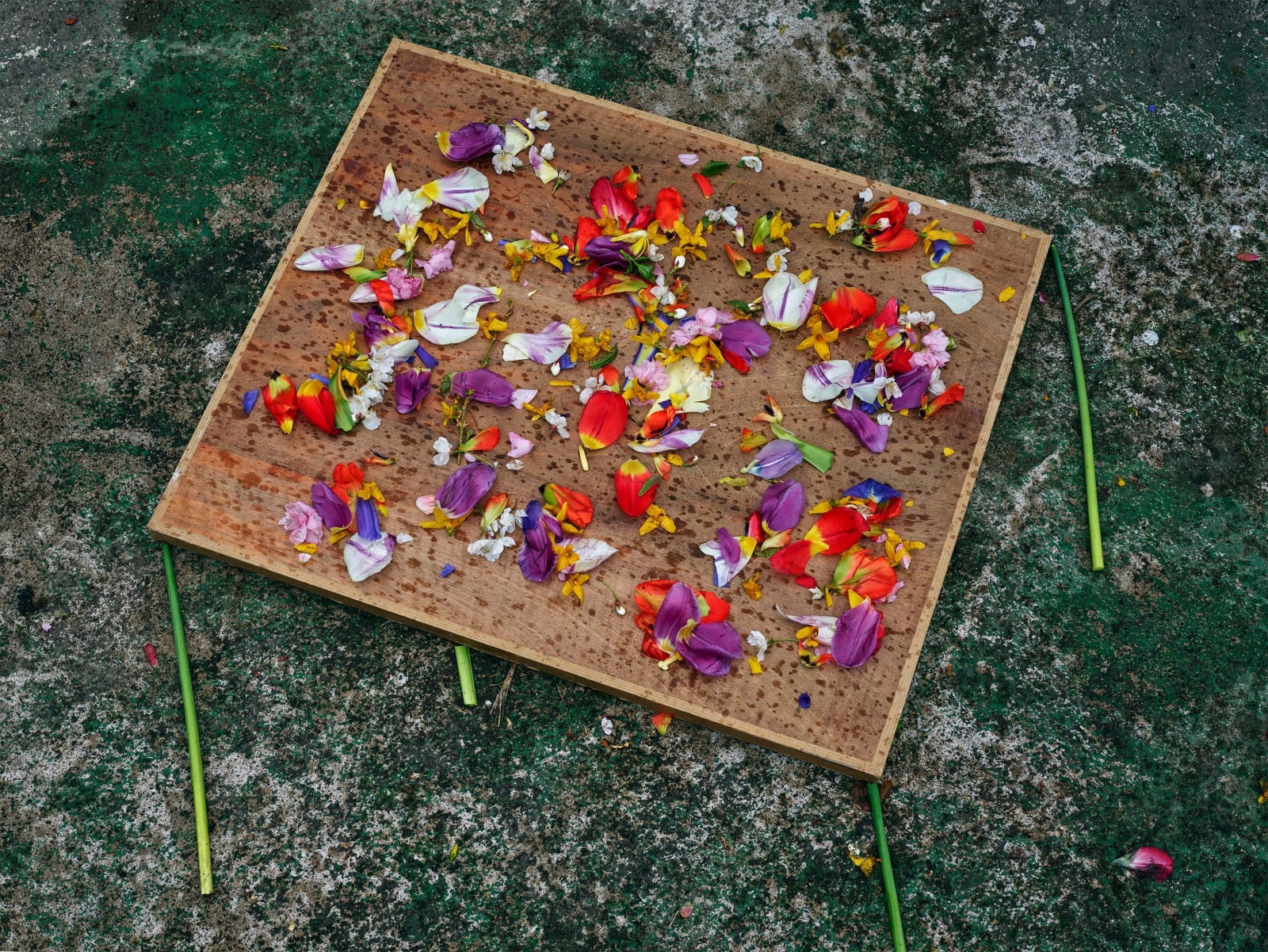 Abelardo Morell Flowers for Lisa #18 Monet's Gardens Giverny France flowers on a two dimensional illusion of a table all made of piece of wood and stems