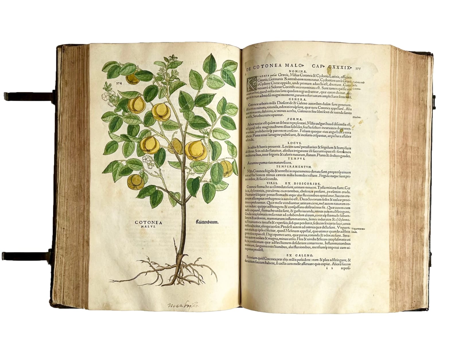 Fuchs, Leonard, De Historia Stirpium, 1542. Basel. Officina Isingriniana.