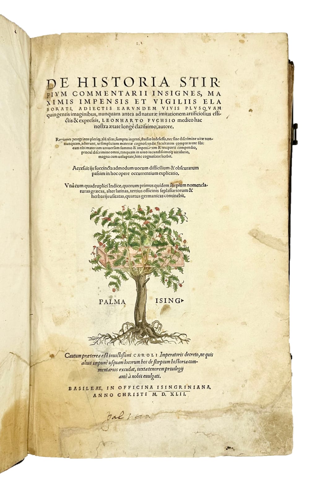 Fuchs, Leonard, De Historia Stirpium, 1542. Basel. Officina Isingriniana.