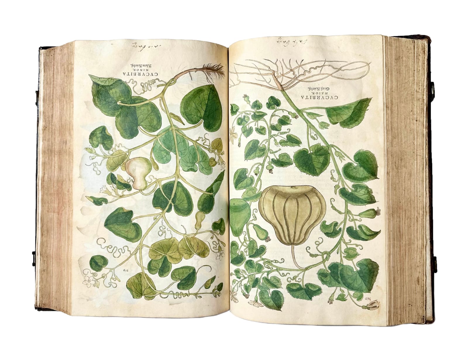 Fuchs, Leonard, De Historia Stirpium, 1542. Basel. Officina Isingriniana.