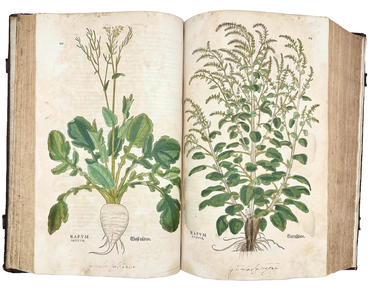 Fuchs, Leonard, De Historia Stirpium, 1542. Basel. Officina Isingriniana.