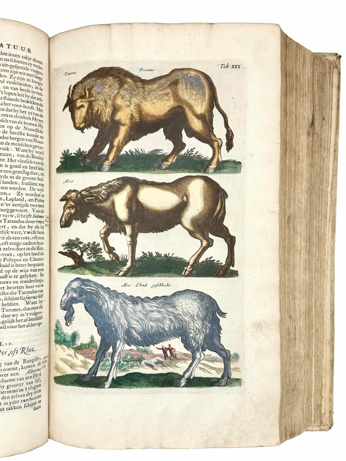 Jonston, Johannes (Matthias GRAUS, translator), Naeukeurige beschryving van de natuur der vier-voetige dieren, vissen en bloedlooze water-dieren, vogelen, kronkel-dieren, slangen en draken, Amsterdam, Jan Jacobsz. Schipper, 1660.