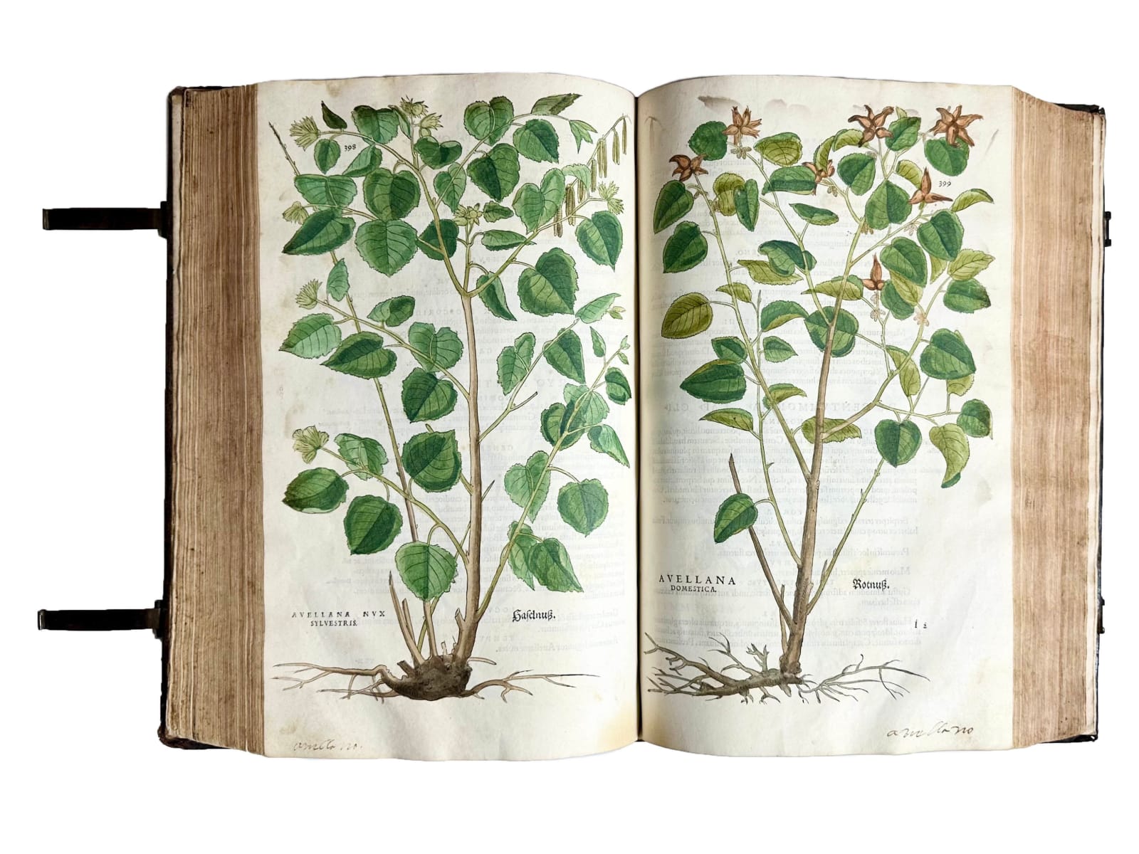 Fuchs, Leonard, De Historia Stirpium, 1542. Basel. Officina Isingriniana.
