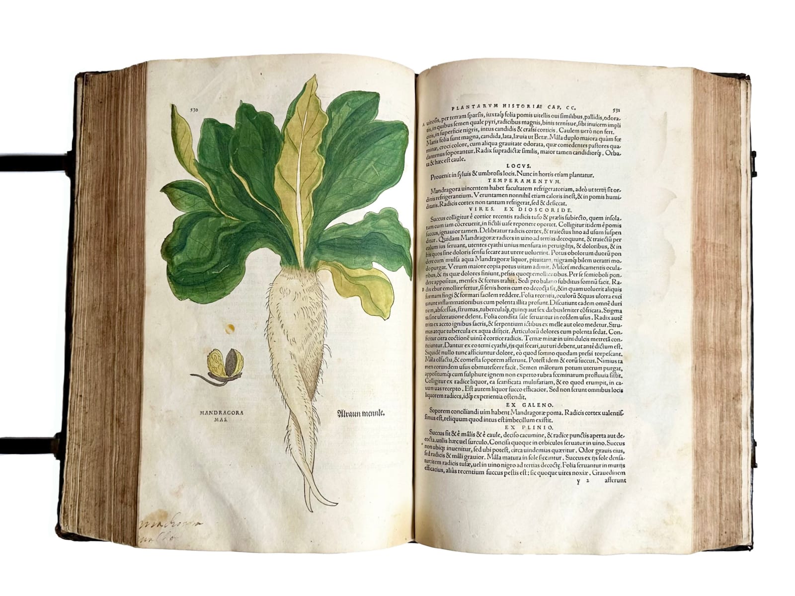 Fuchs, Leonard, De Historia Stirpium, 1542. Basel. Officina Isingriniana.
