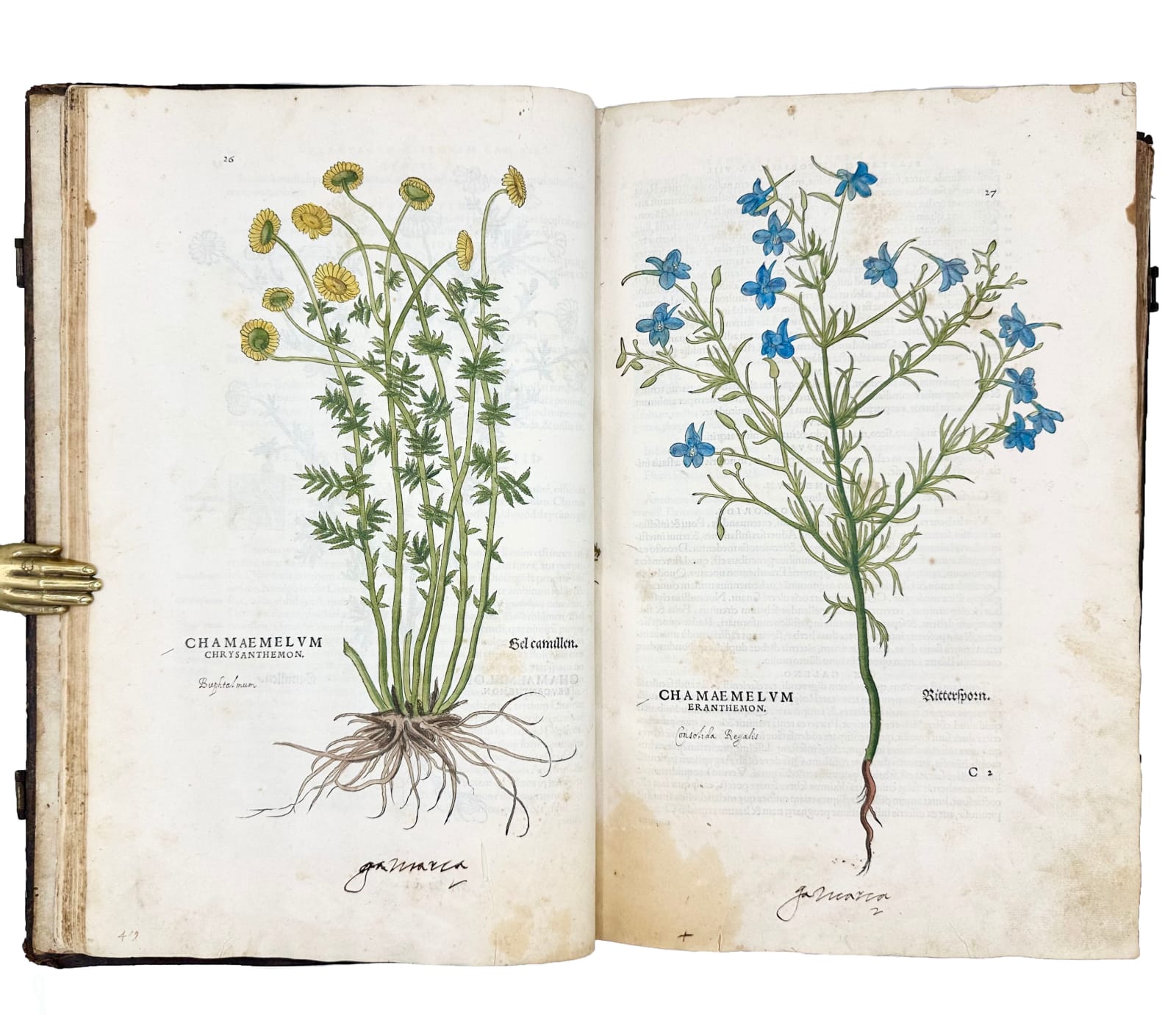 Fuchs, Leonard, De Historia Stirpium, 1542. Basel. Officina Isingriniana.