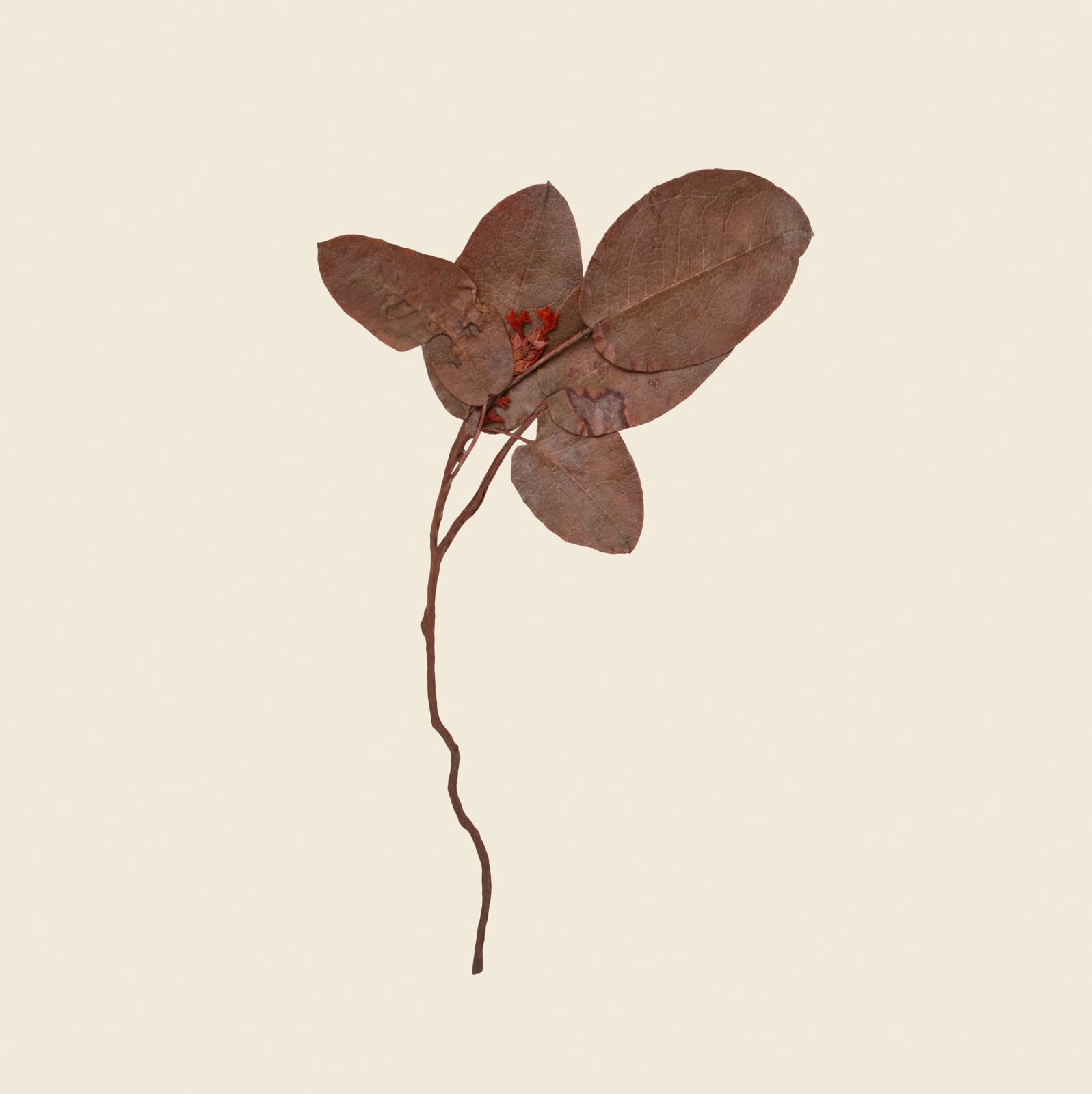 Debora Hirsch, Herbaria (Epigaea repens, New York State), 2024