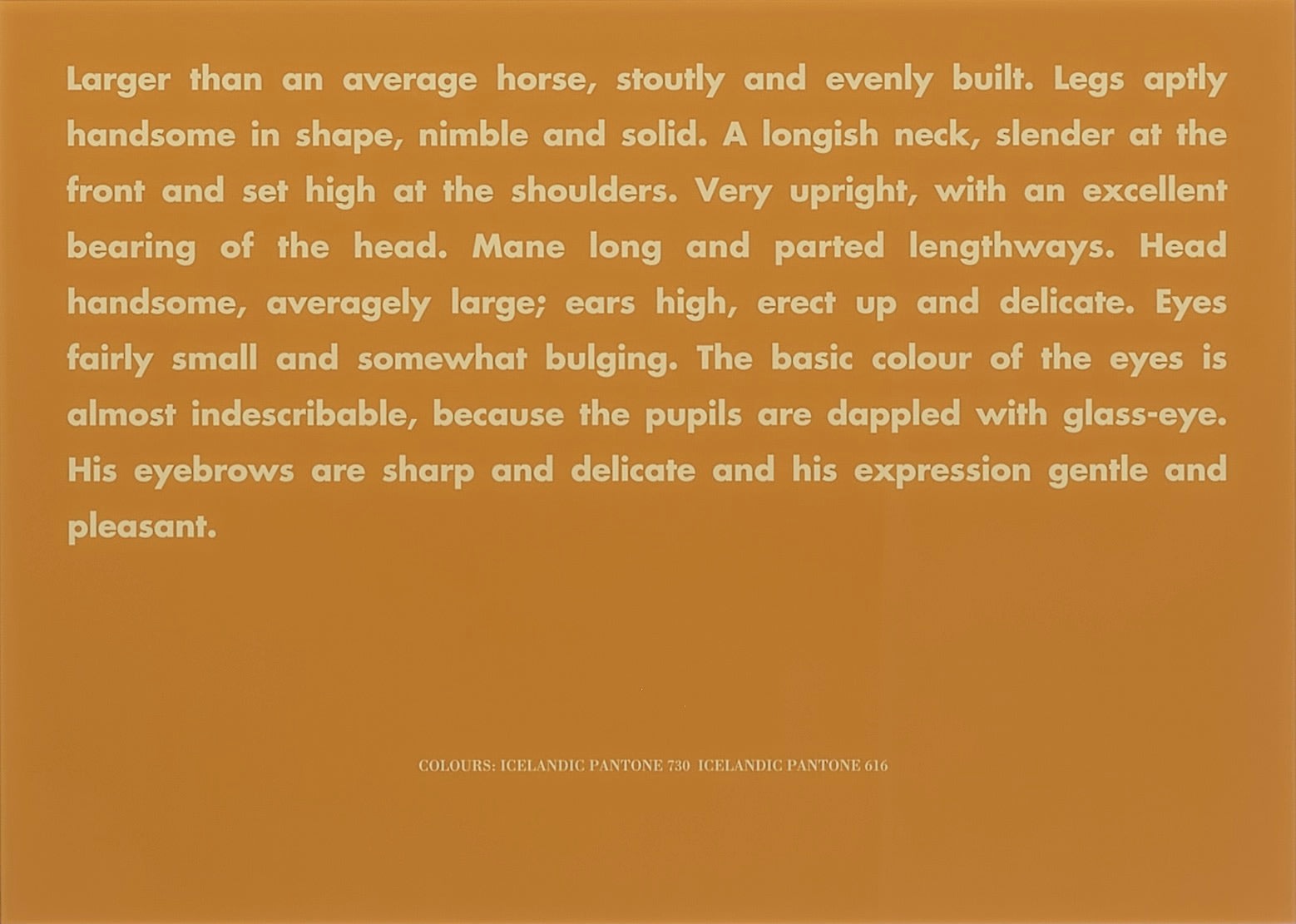 BIRGIR ANDRÉSSON, Horse Portrait (larger than an average....), 2005