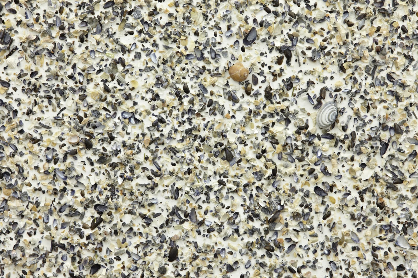 RAGNA RÓBERTSDÓTTIR, Shellscape, 2013