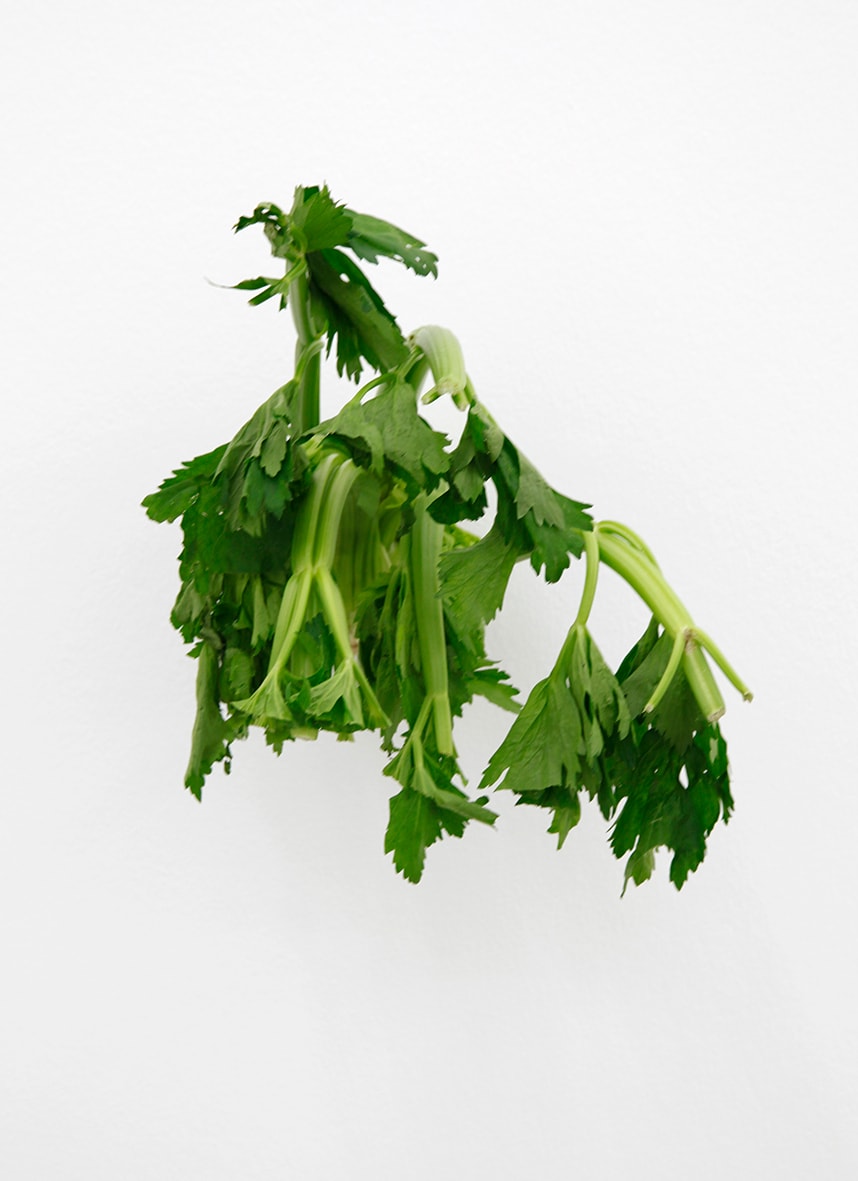 KARIN SANDER, Celery (Kitchen Pieces), 2011 / 2015