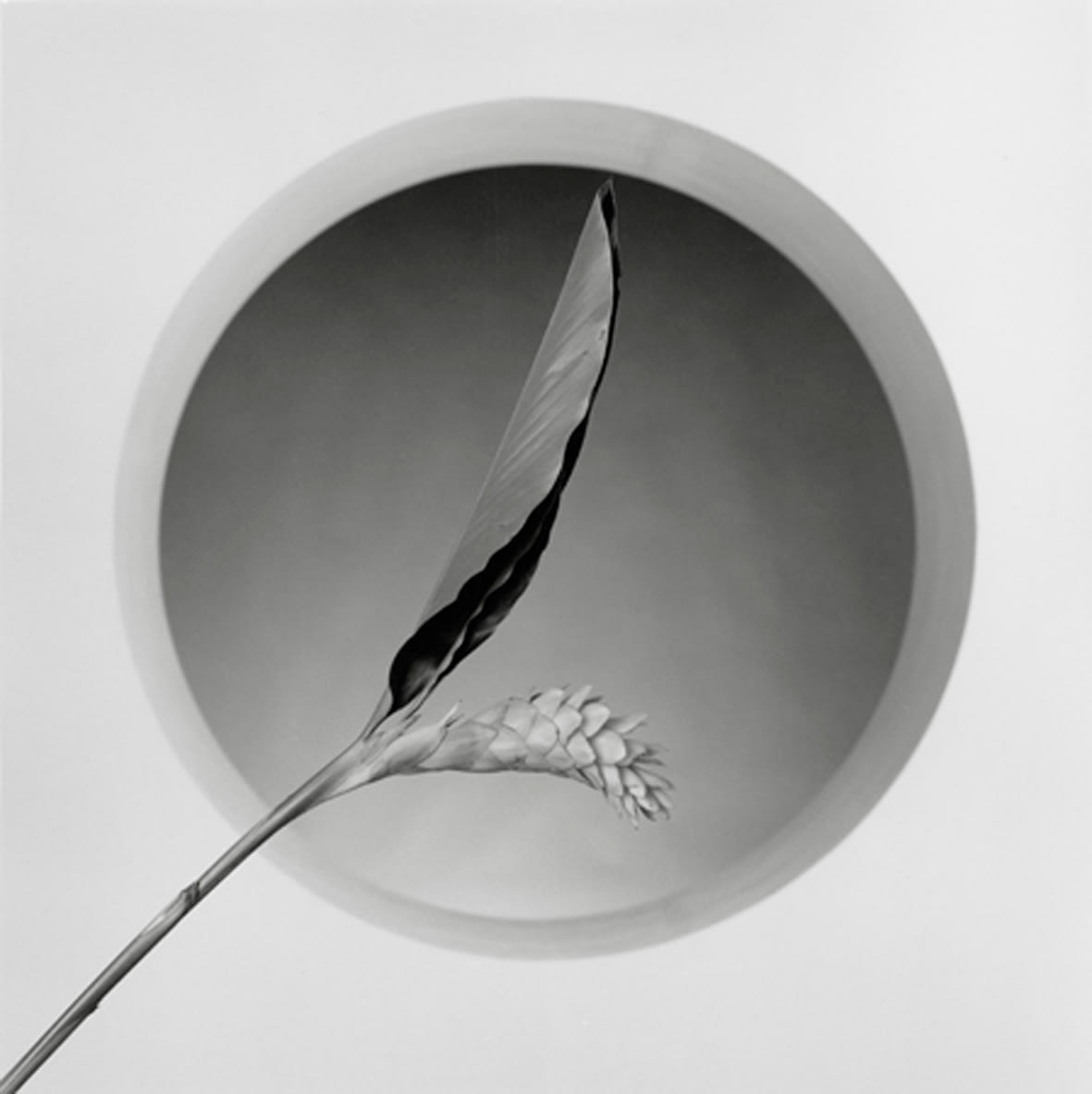 Robert Mapplethorpe, Flower, 1986 / printed 1990
