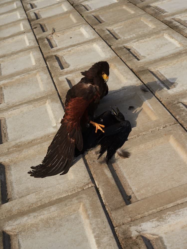 Guillaume Simoneau, Horus, Takeo City, Saga pref, Japan, 2016