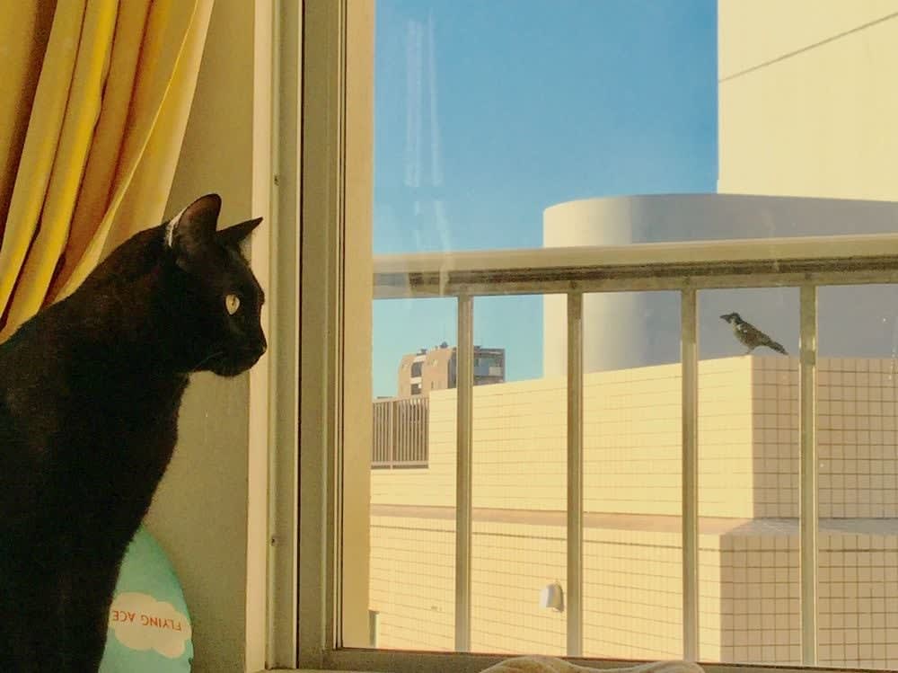 NEKO Project, Shin-ichi Yokozawa - Untitled