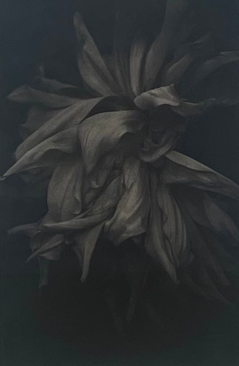 Yoko Mazuki, Dahlia/Black, 2021