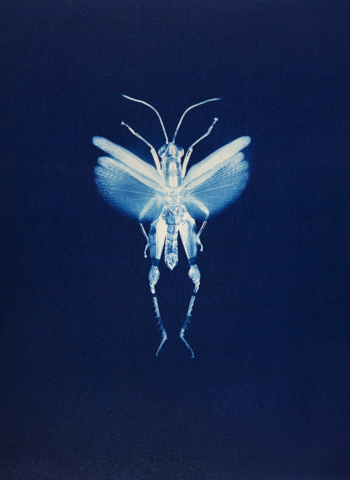 Anaïs Lopez, Grasshopper I, 2023 / toyobo 2025