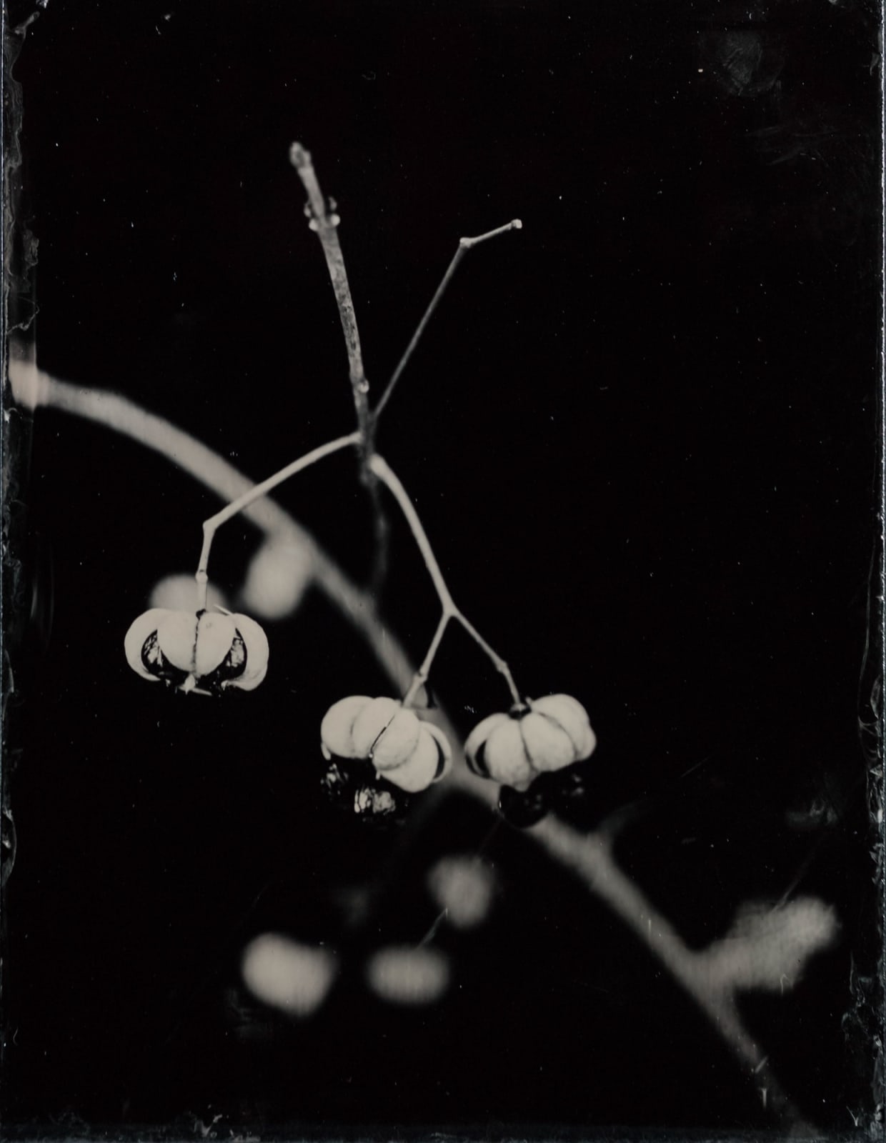 Steffen Diemer, 1263