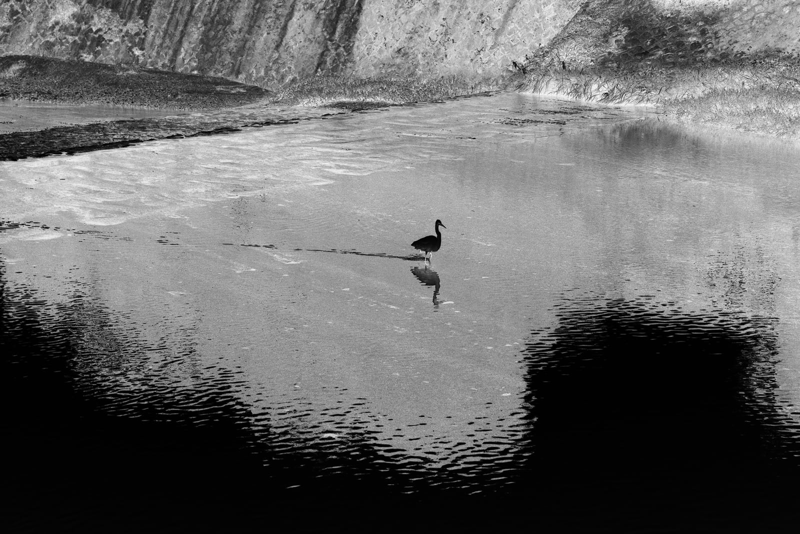 Anaïs Lopez, Little Egret in the Kamo River, 2023